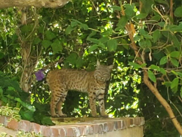 Photo courtesy of Abbe Barron