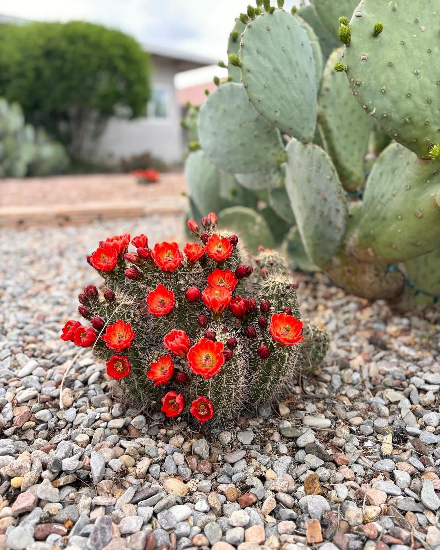 Home. #desertspring #albuquerque

#newmexico #home #desertlife #cactus #cacti #desertblooms