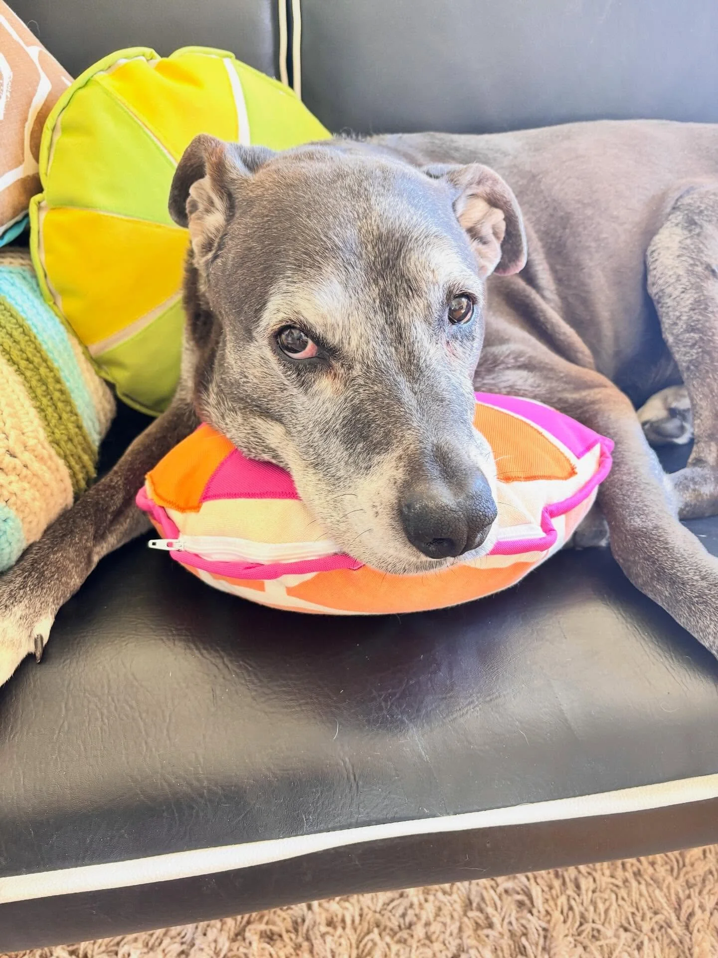 Sunday with Ash. #home