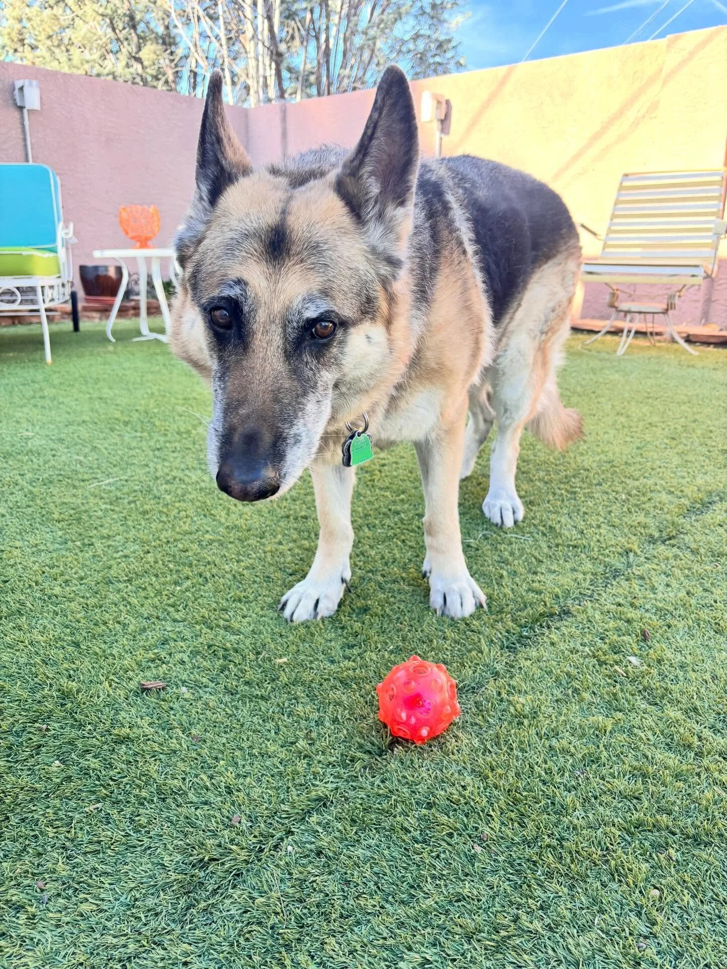 Happy 12th birthday, Silly Lilly! #home #mydog