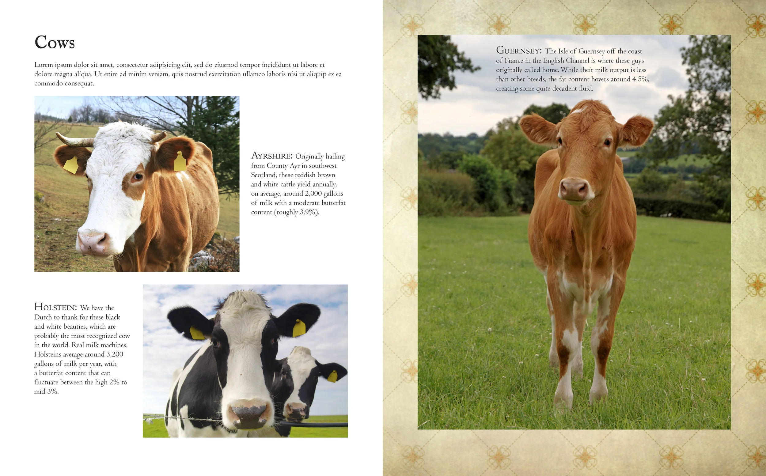 3-12-14 Cheese prop pages-3.jpg