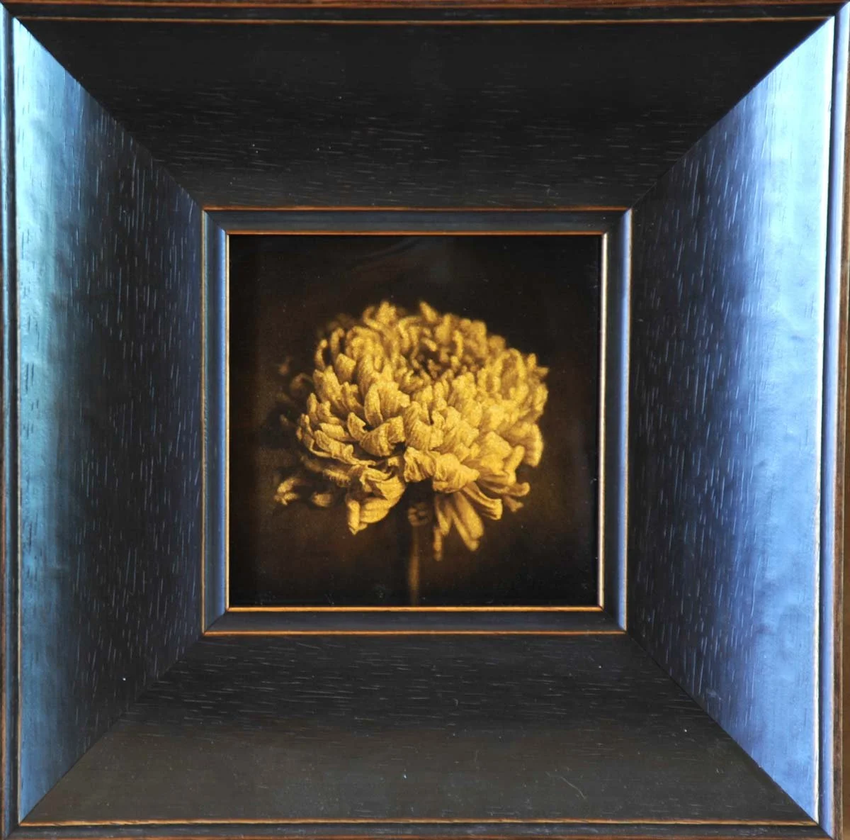 Chrysanthemum Small