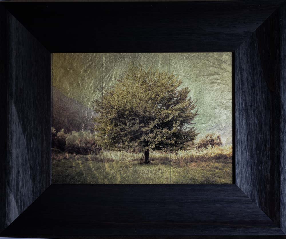 Prefect Tree with Ladder
