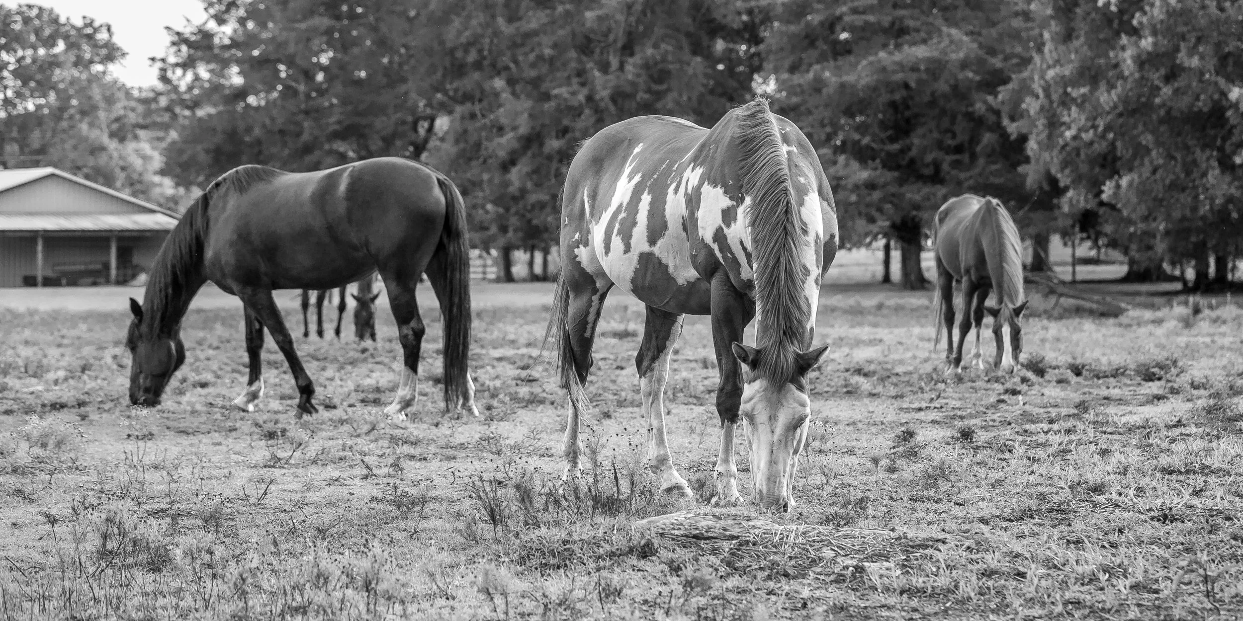Three Friends and Cowboy
