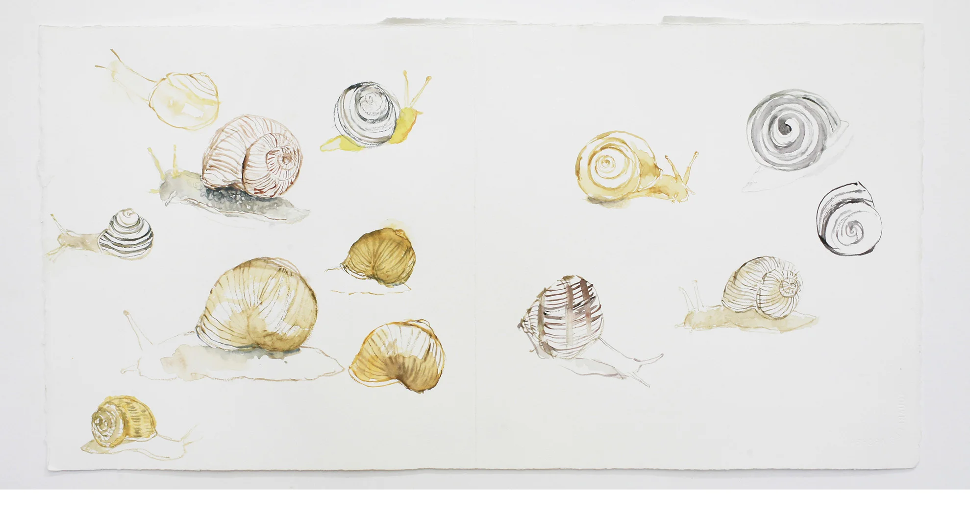 Snail Study