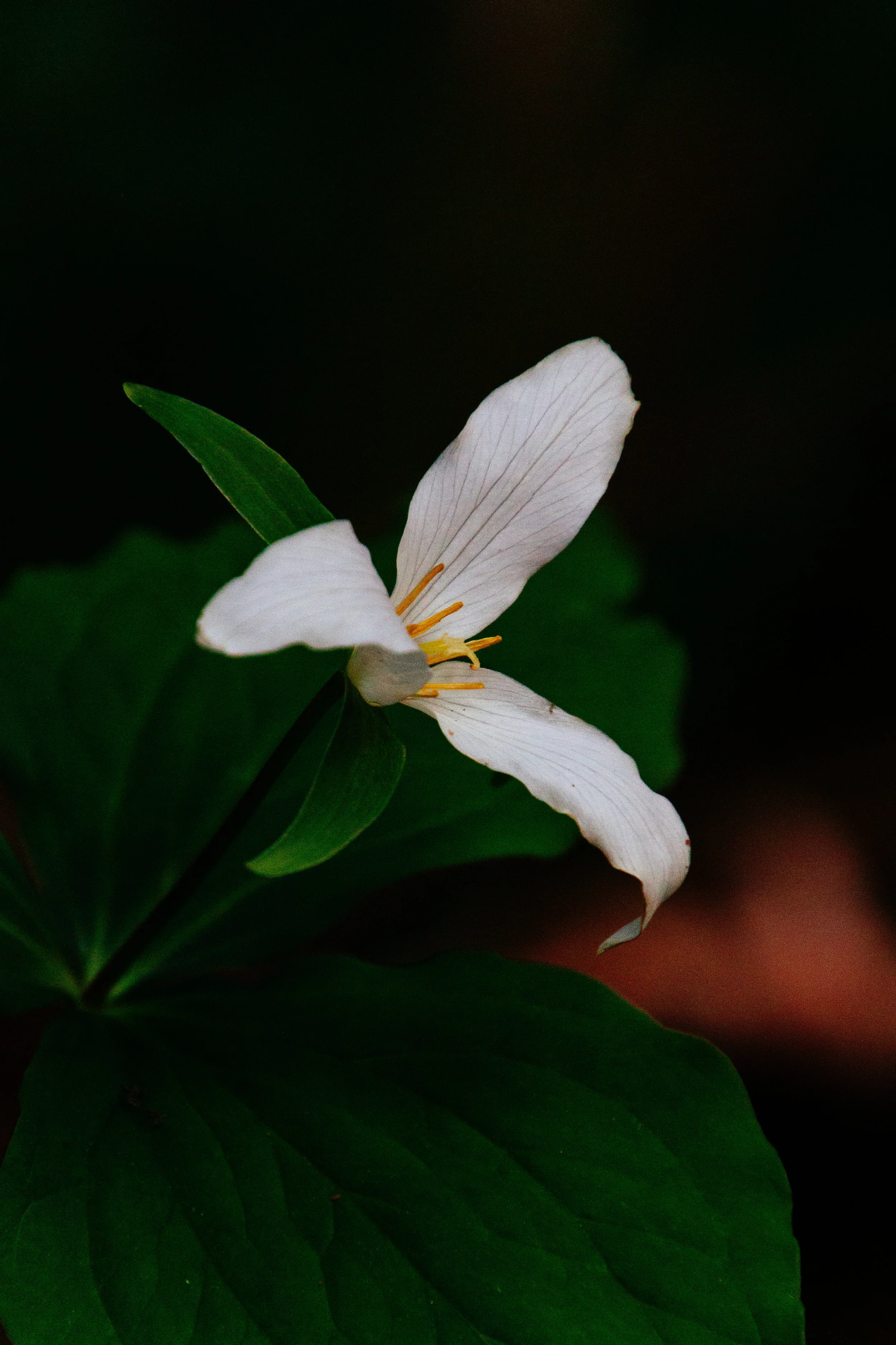 Behold, A New Thing!