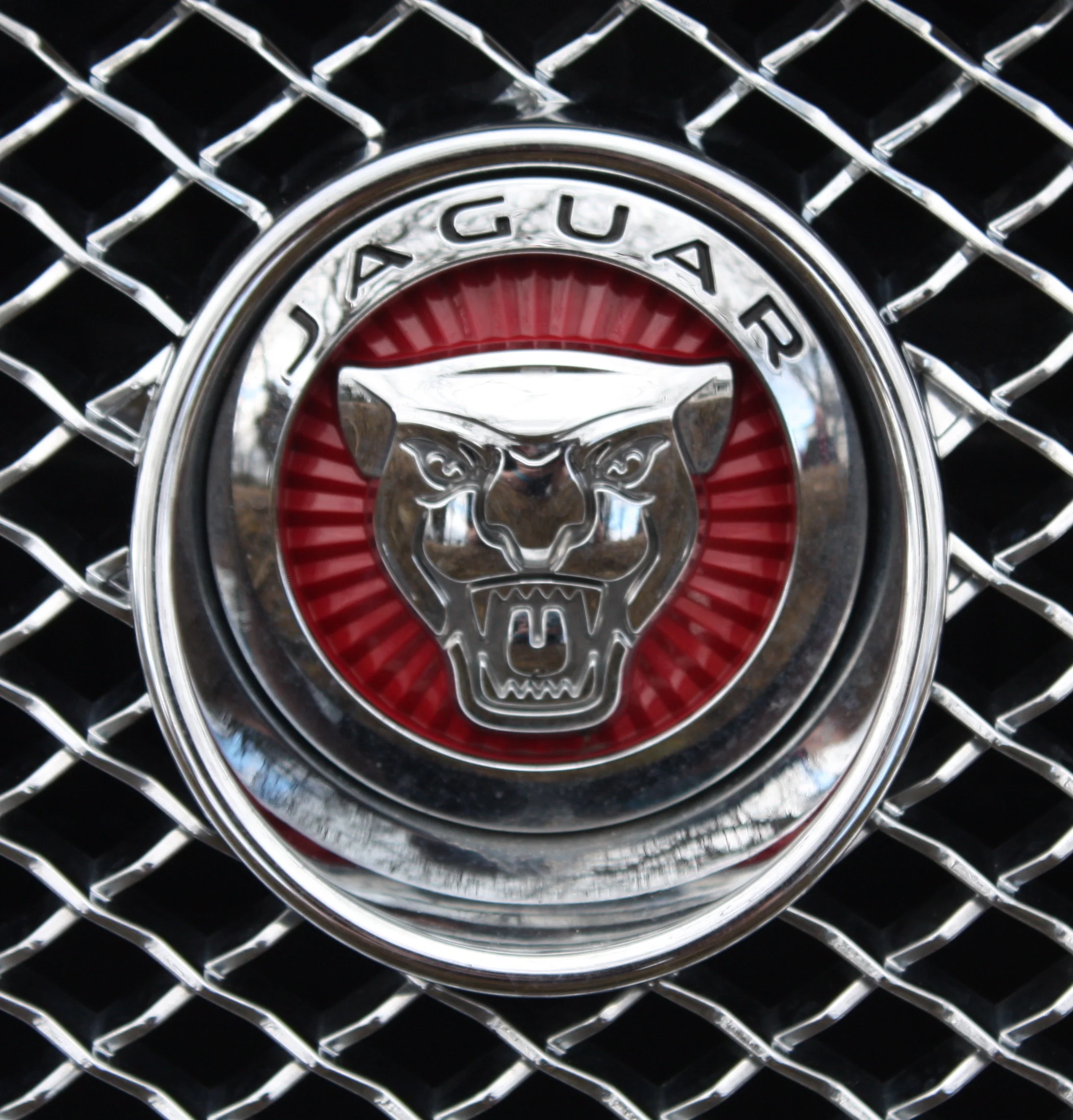 Jaguar@Ballance.jpg