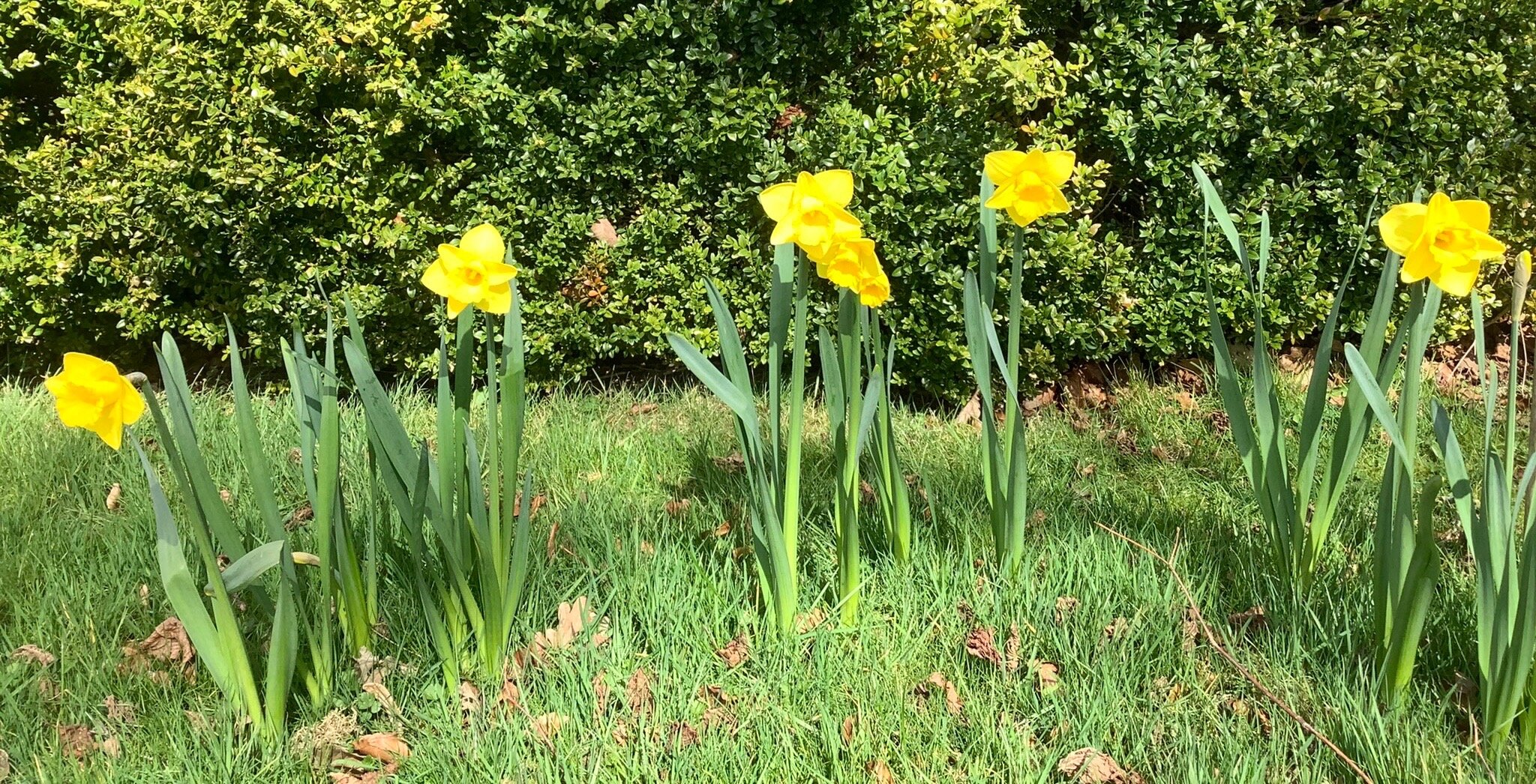 BH-Daffodils.jpeg