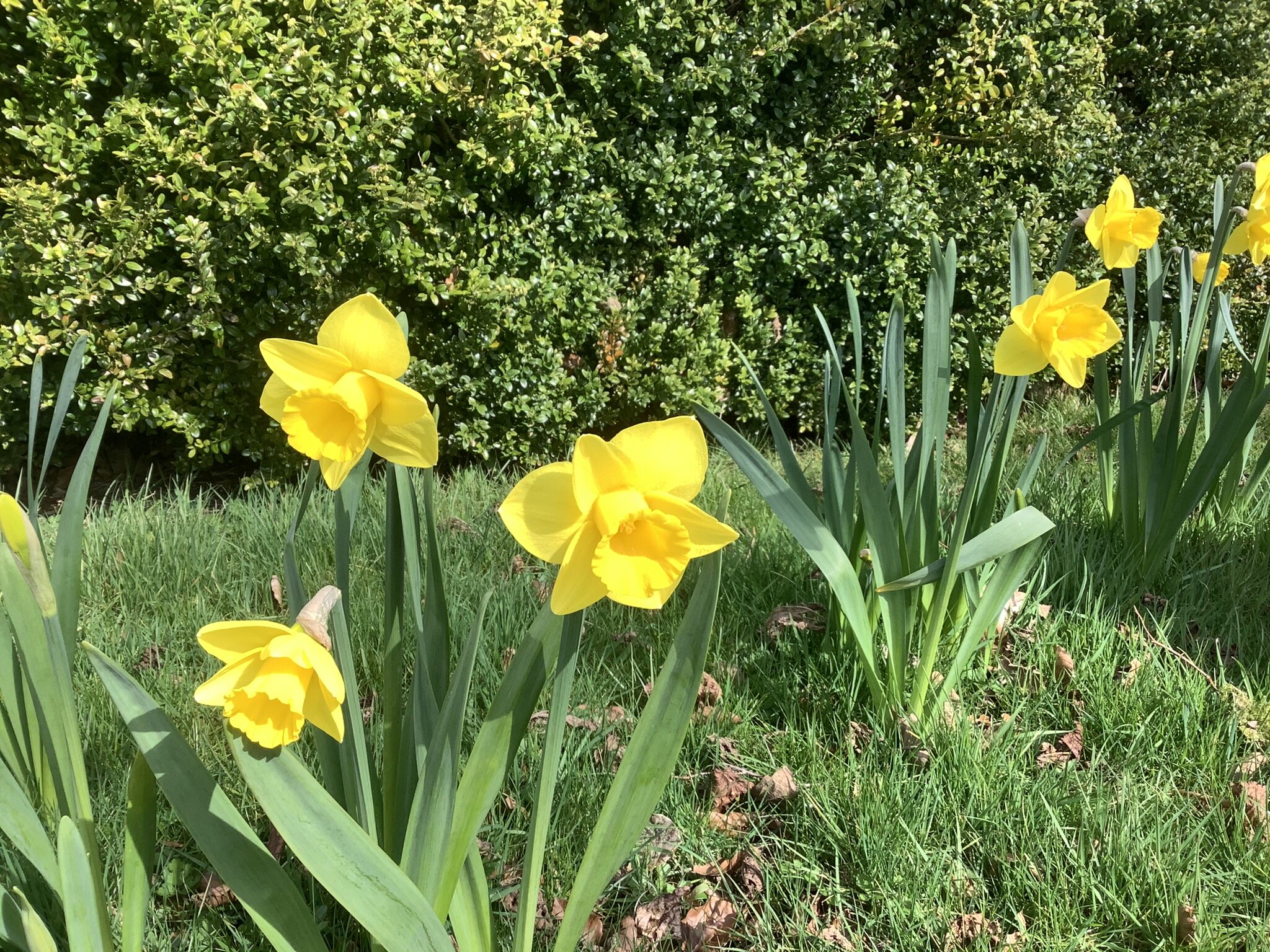 BH-Daffodils-3.jpeg