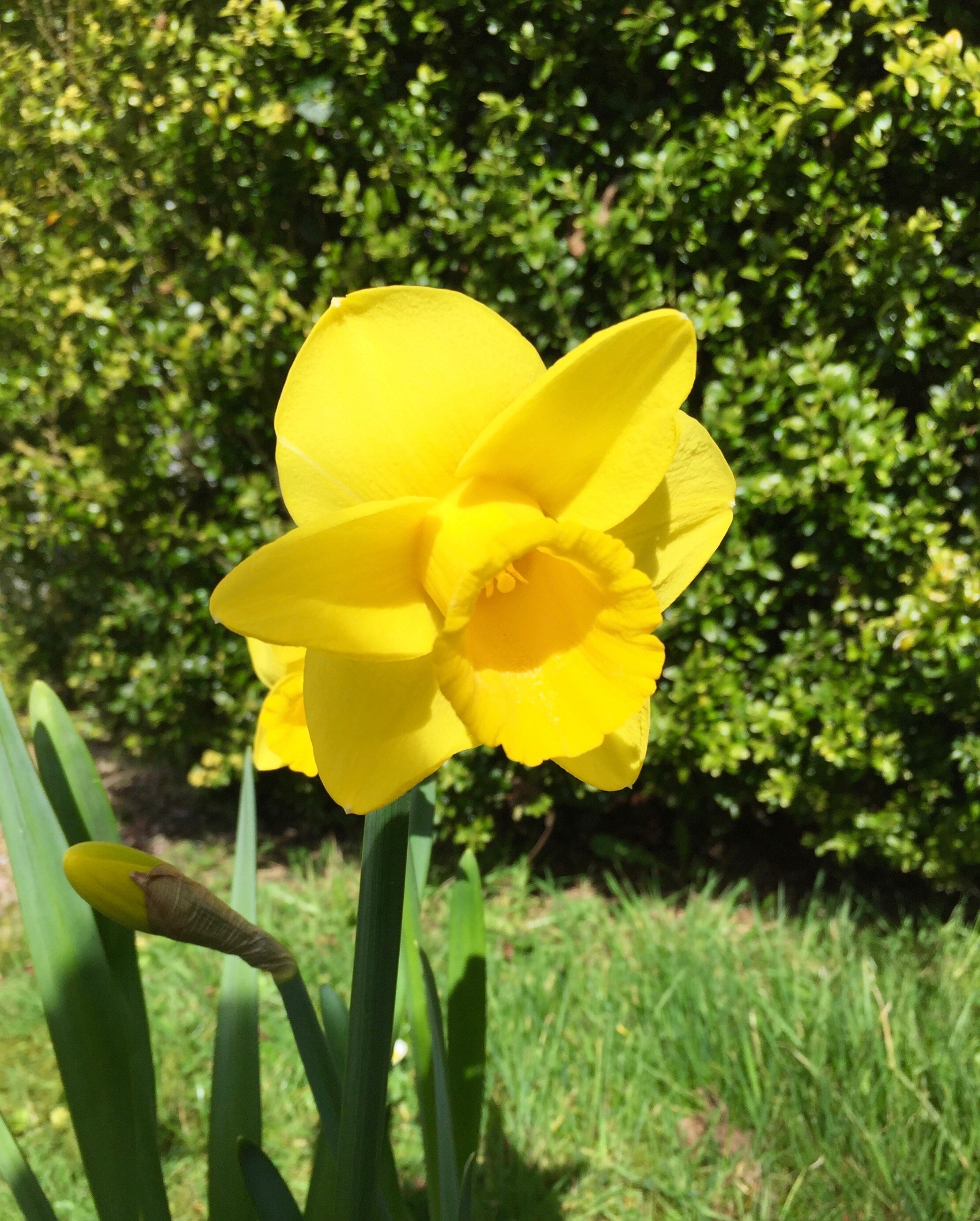 BH-Daffodils-2.jpeg