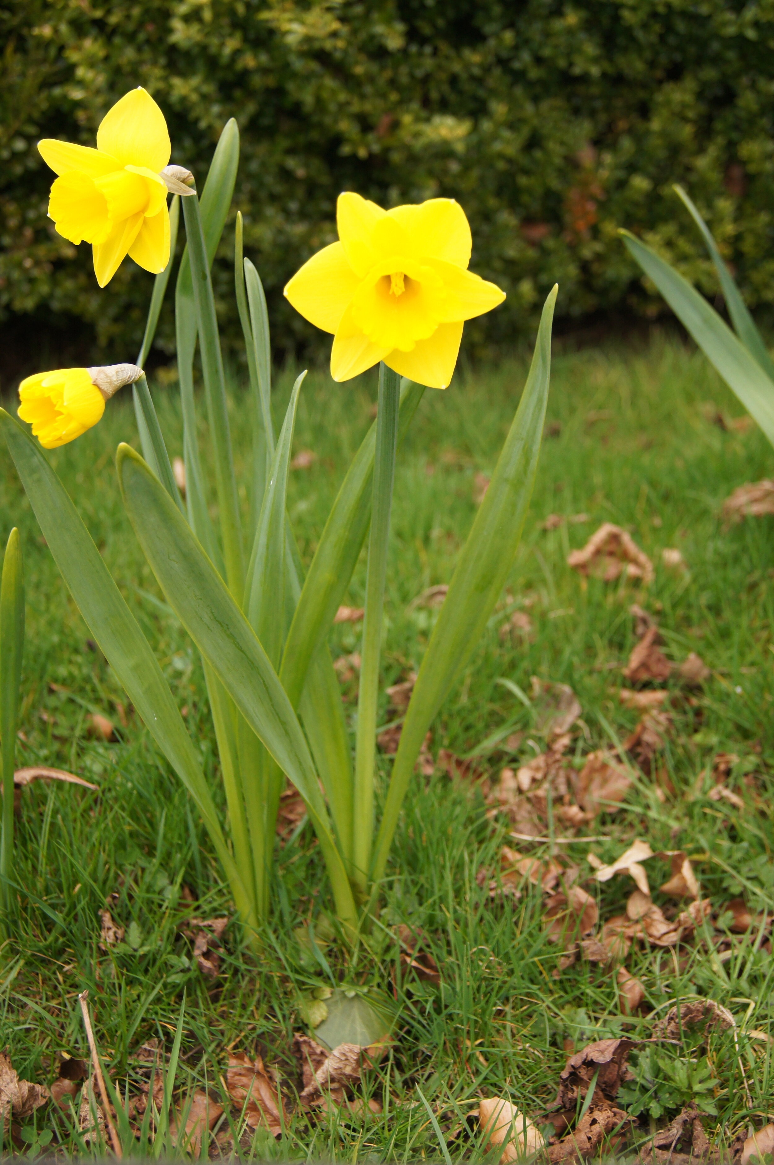 AE-Daffodil.JPG
