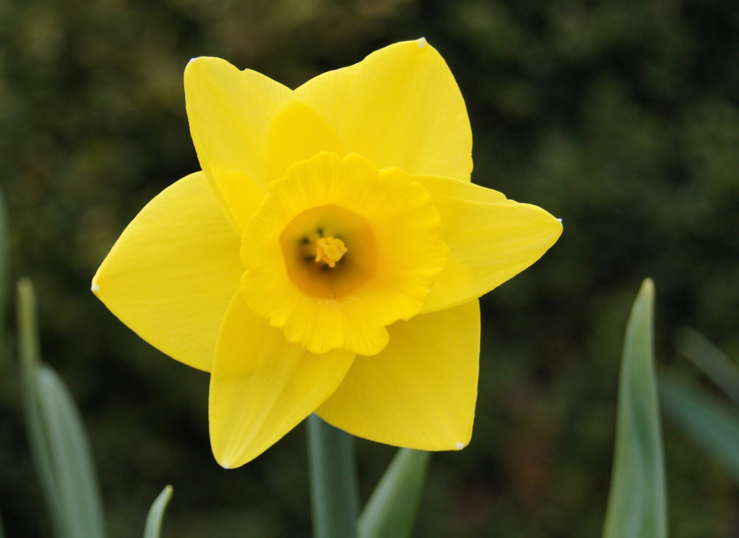AE-Daffodil2.jpeg
