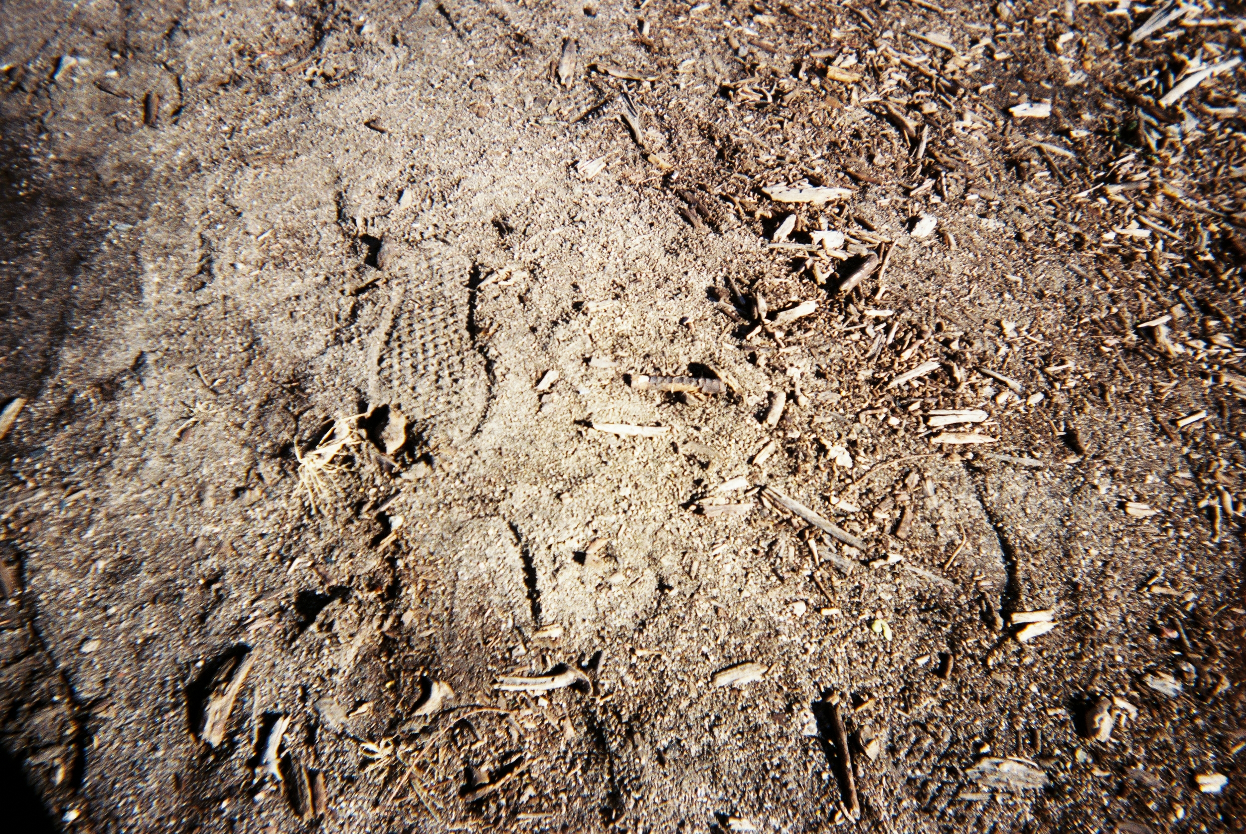 WHERE GOD WALKS Denver has a lot of mud and dirt in it, like this patch between the sidewalk and the street. No one would feature this spot on the Denver city website, but this patch is just as dear to God as the state Capitol or Washington Park. - David Burman