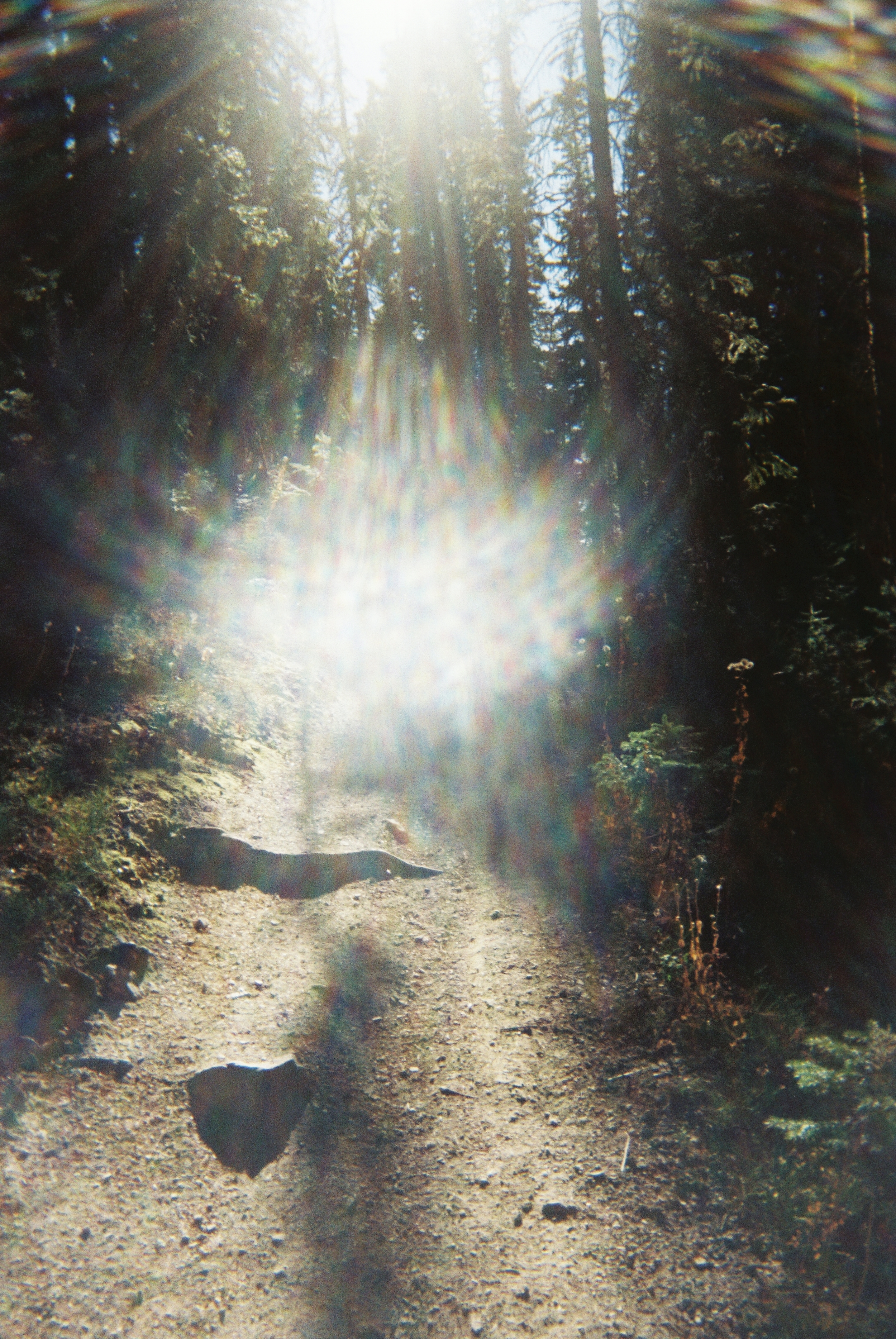forest light 