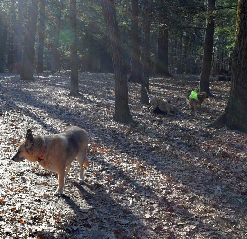 Proposed Change Baxter Woods Off-leash Policy 