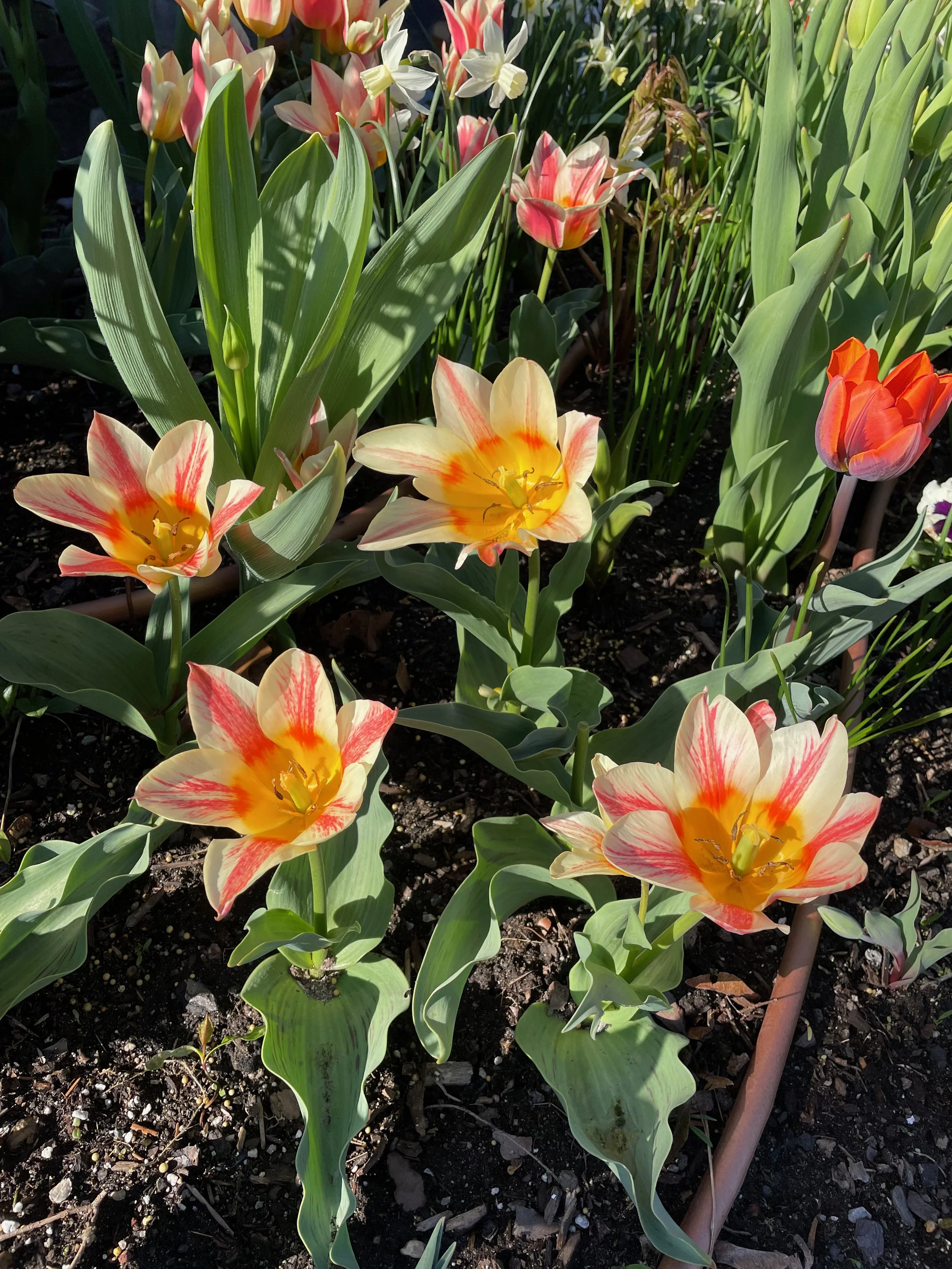 Come see the blooms at Trinity Park