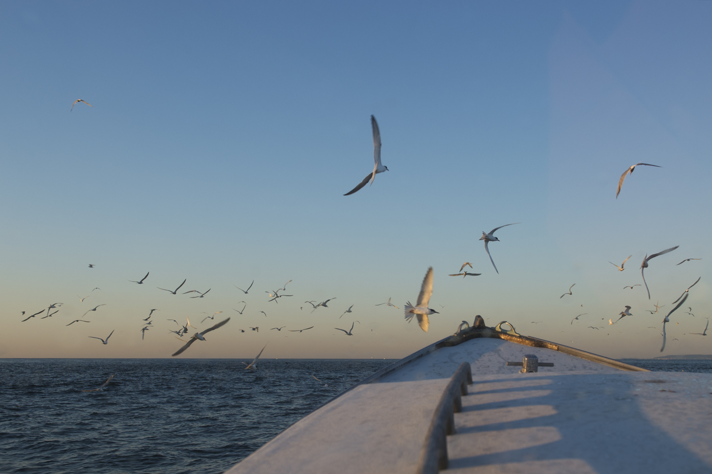  “I know the water will give what it took back to me…It’s not just in money, it’s spiritually. It’s the feeling when I go out there, and you hear the birds and the water and the smell…It’s a way of life.” James Culleton.    