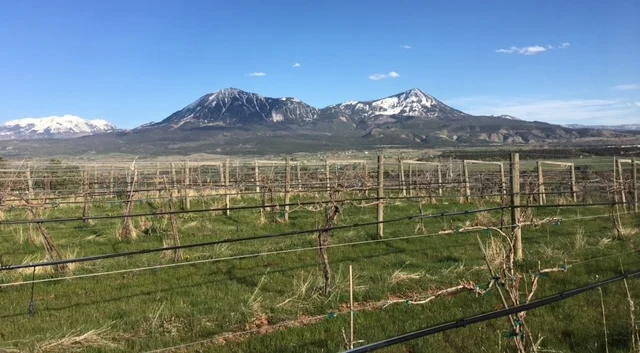 Our vineyard- The Storm Cellar Winery- on Sunshine Mesa, Hotchkiss, CO