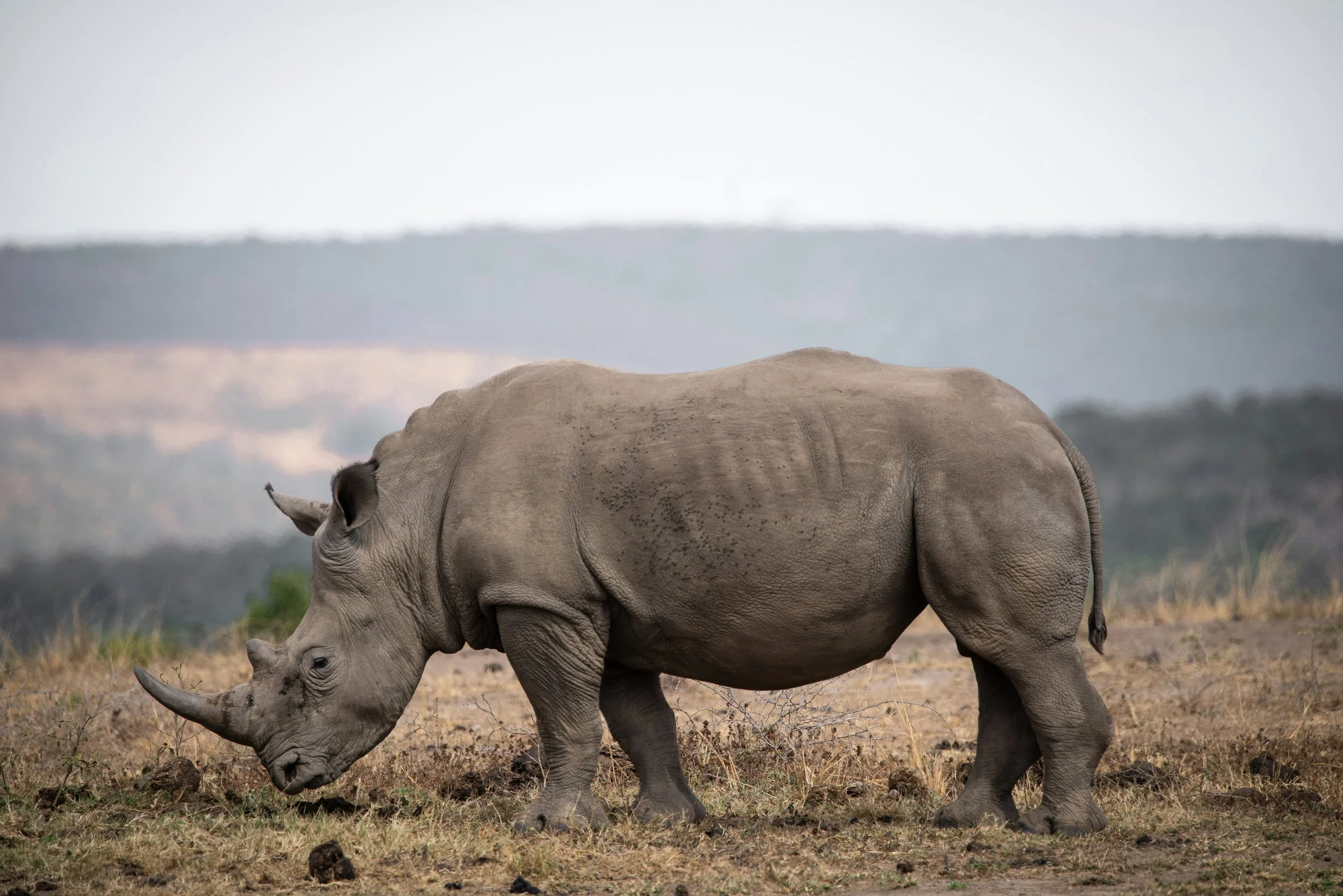 Mzansi Now: High Court Legalizes the International Sale of Rhino Horns&nbsp;