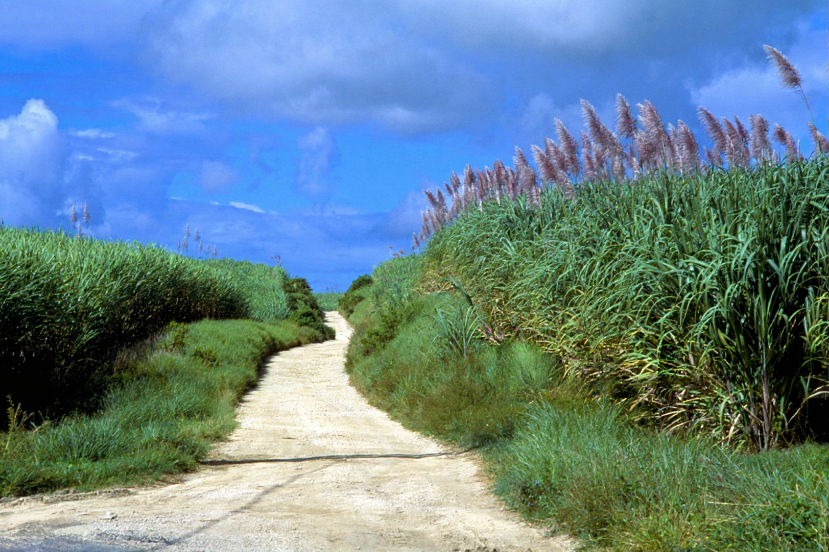 Caribbean Review: The Growing Problems Of Crop Theft In Barbados