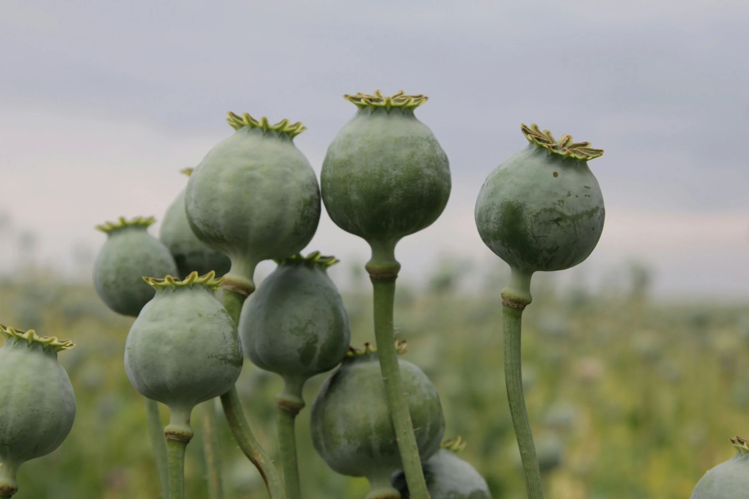 Far East: The Persistent Illegal Opium Cultivation in Laos 