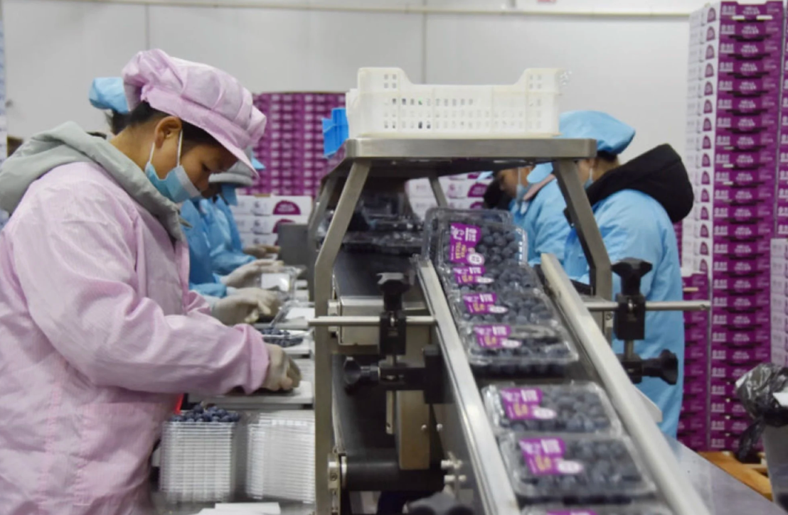 China View: From Rural Farms to Global Markets: Yunnan’s Blueberry Economy