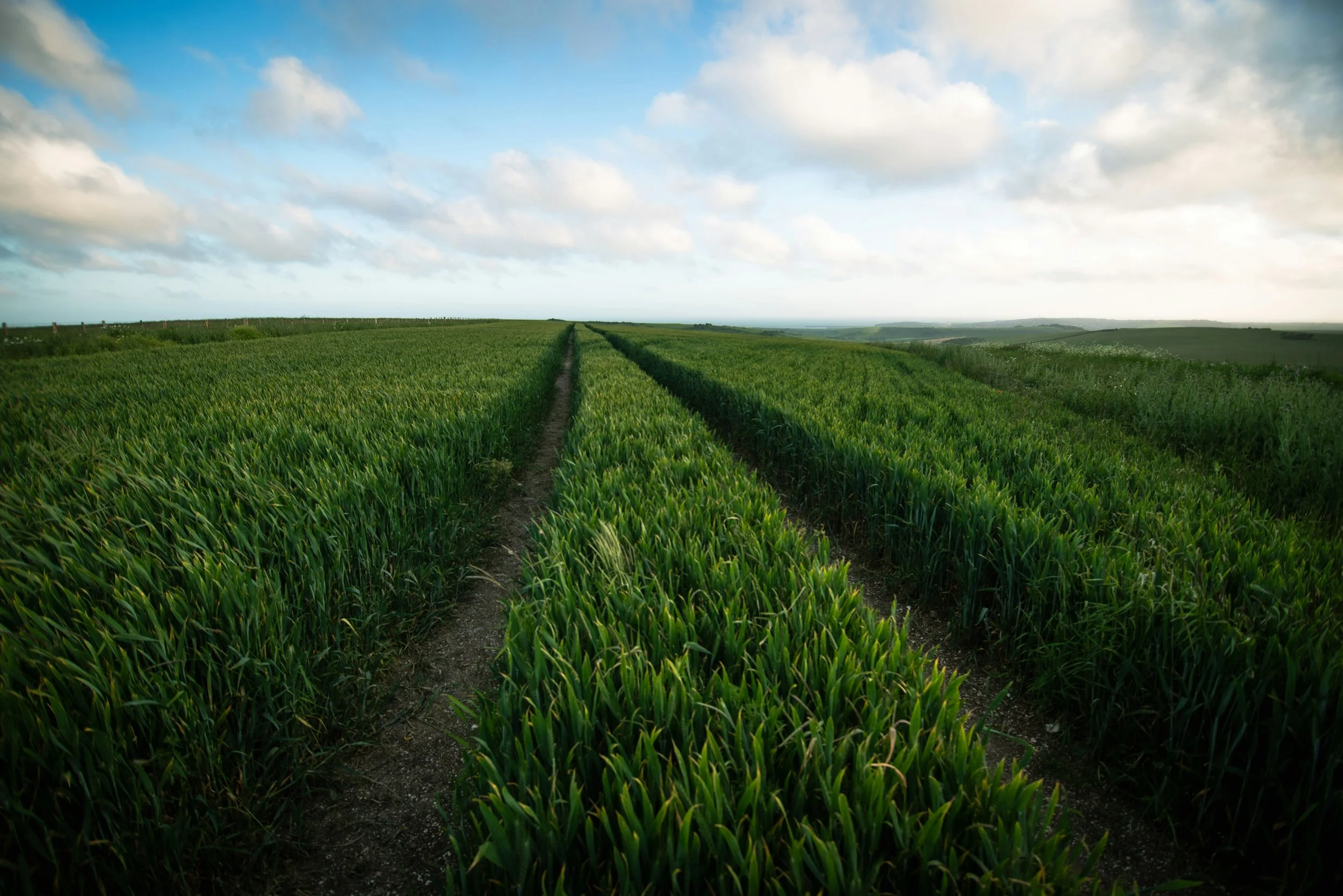 India Insights: Small grains, big hopes – How Odisha is tackling economic and environmental exigency through revival of millets