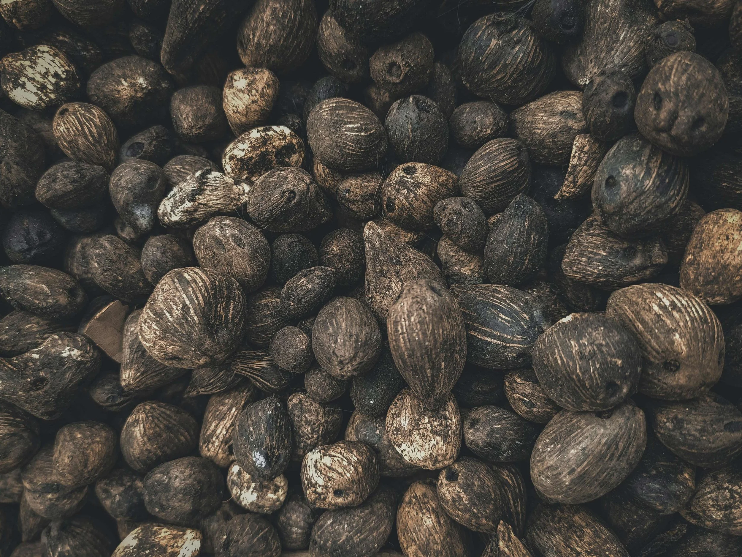 South Pacific: the Impact of Betel Nut Culture in Micronesia