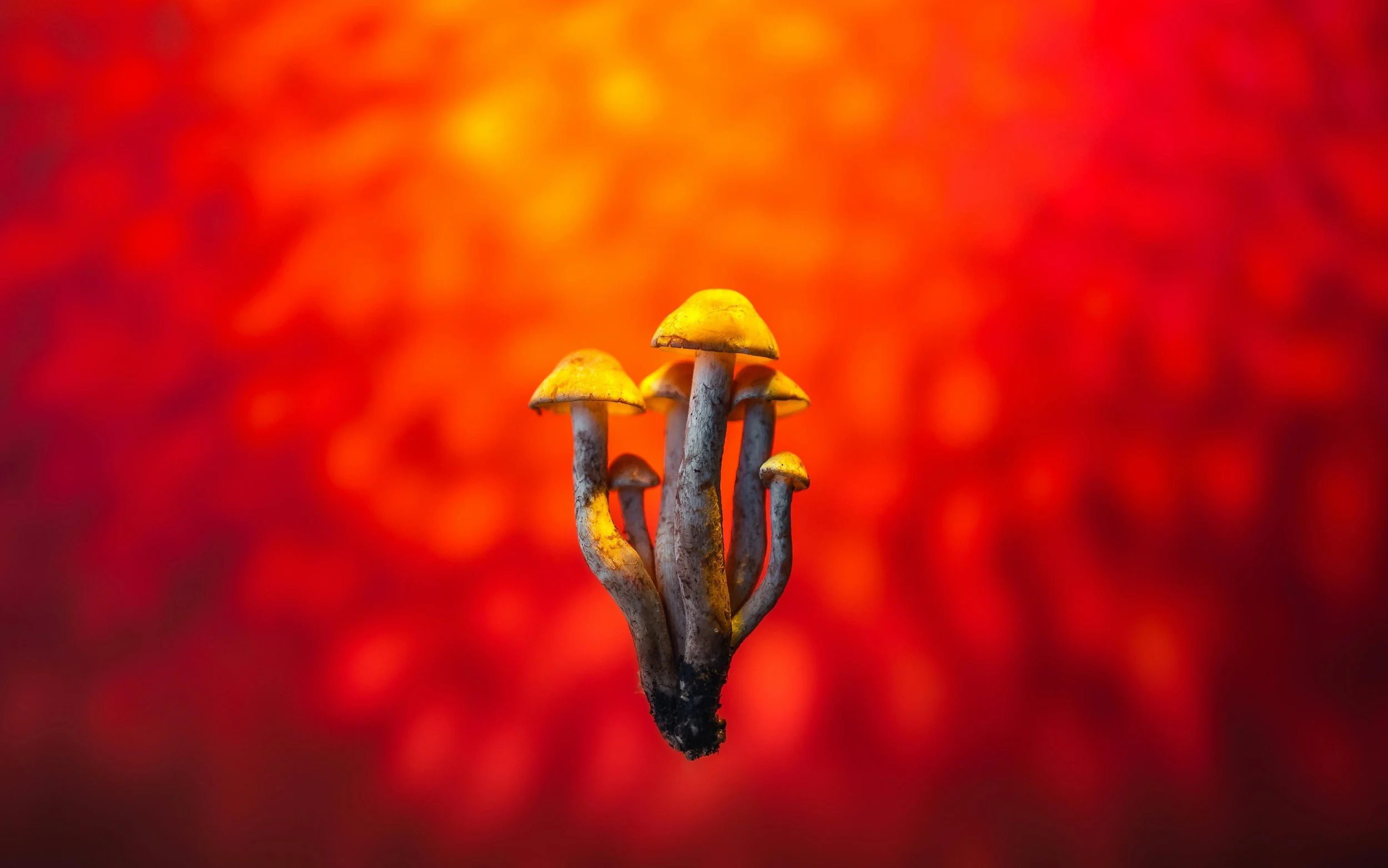 Carte Blanche: Psychedelic treatment for PTSD at long last