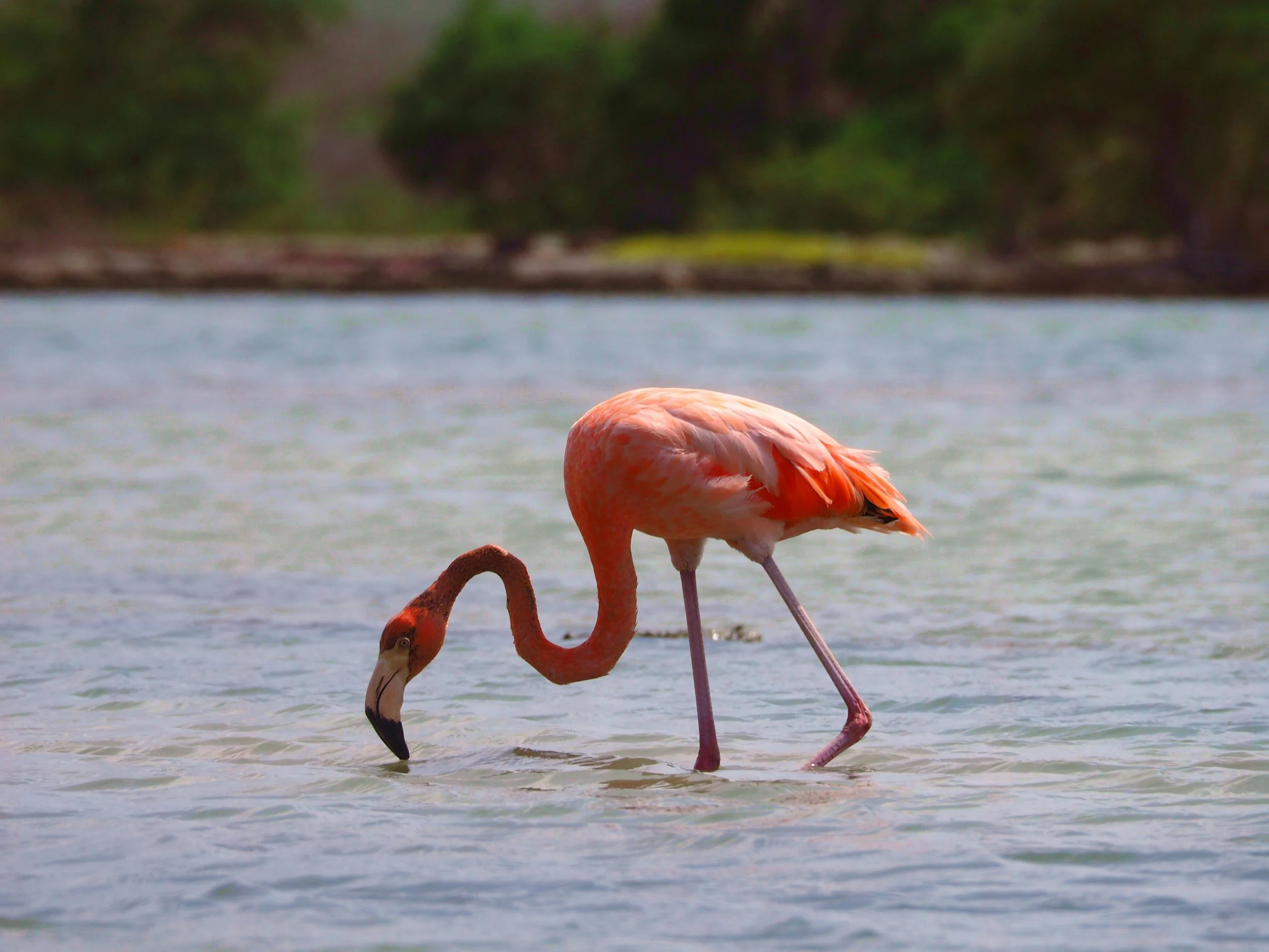 Caribbean Review: Diving for Change: How Bonaire Protects Its Marine Life Above and Below Surface&nbsp;