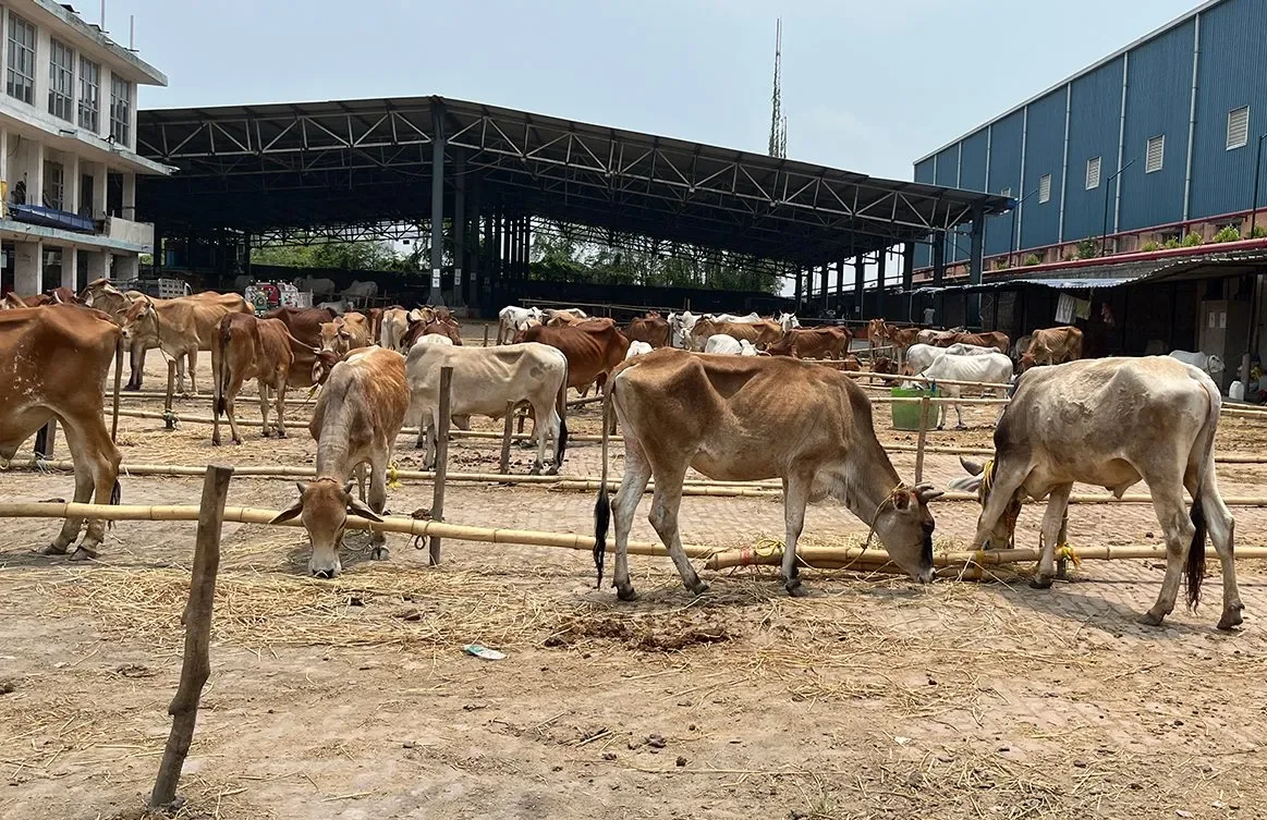 India Insights: A Ghost Town, What Does The Emptiness Of The Dhulagarh Market Mean Regarding Muslims In West Bengals