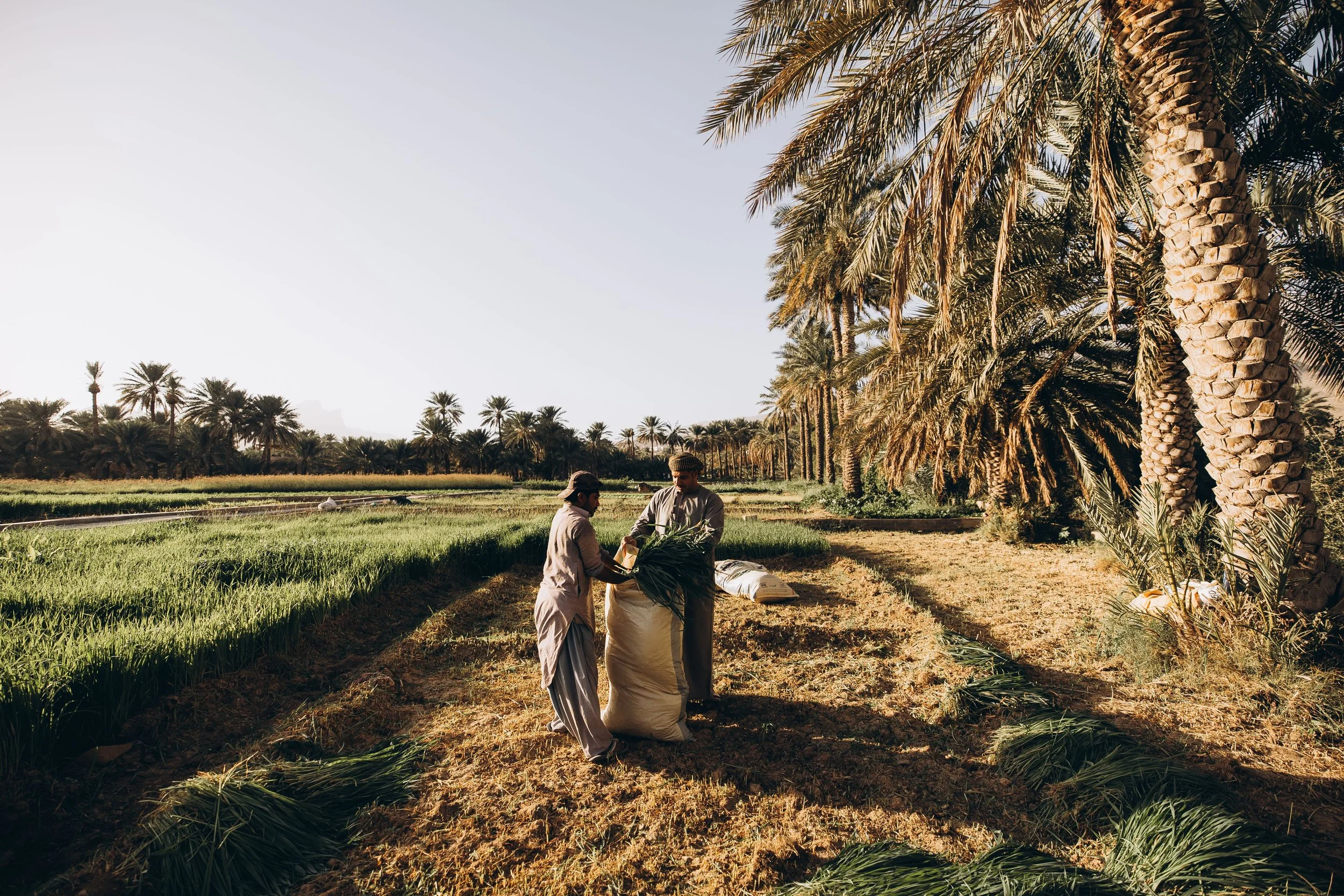 Mideast: Egypt Makes Strides Towards Its Ambitious Desert Reclamation Goal