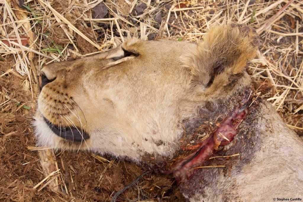 Chowo Lioness de-snaring 003.jpg