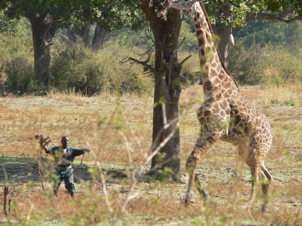 Giraffe capture July 2008 025.jpg