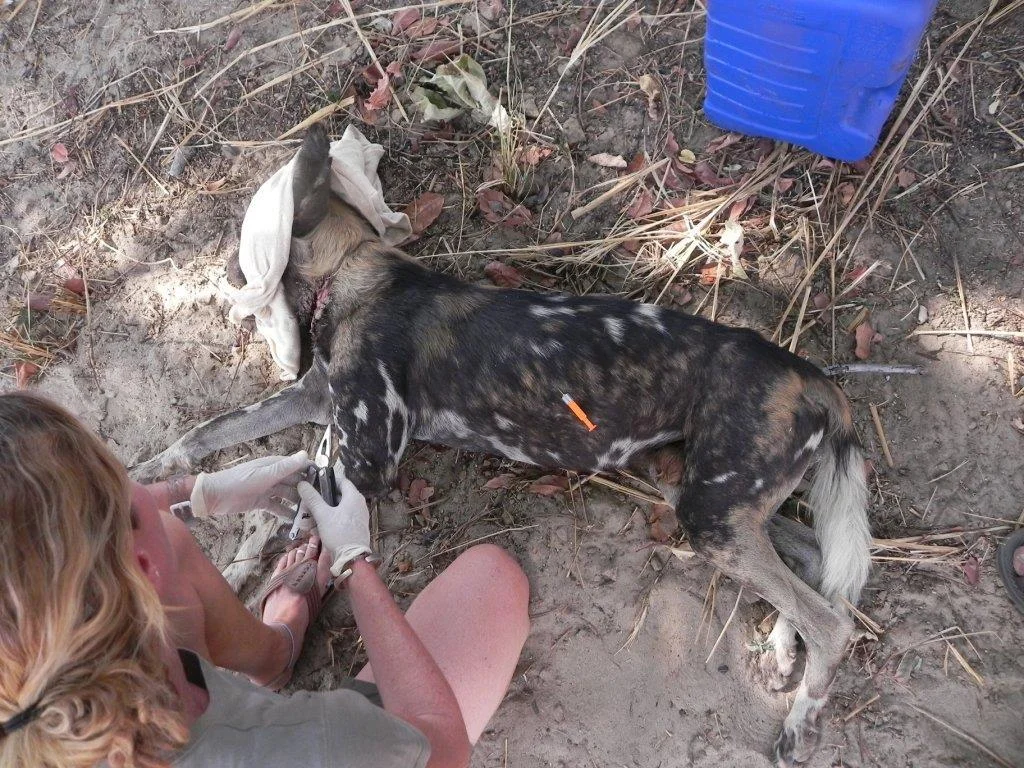 Recusing Stranded Animals Wildlife Rescue — Conservation South Luangwa