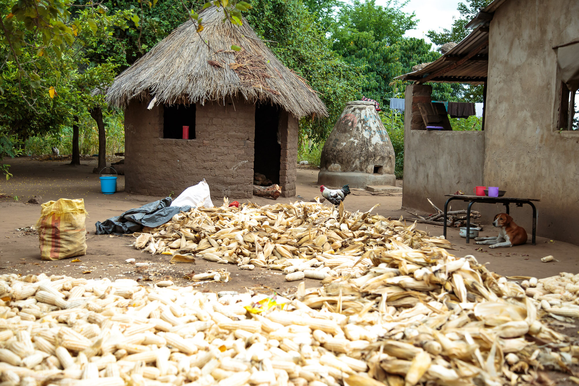 Elephant safe grain store