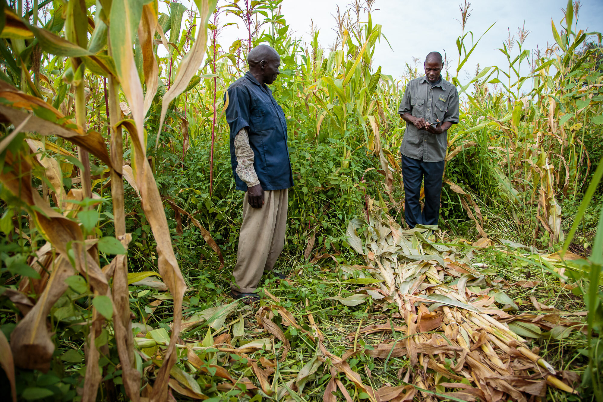 Assessing crop damage by elephants