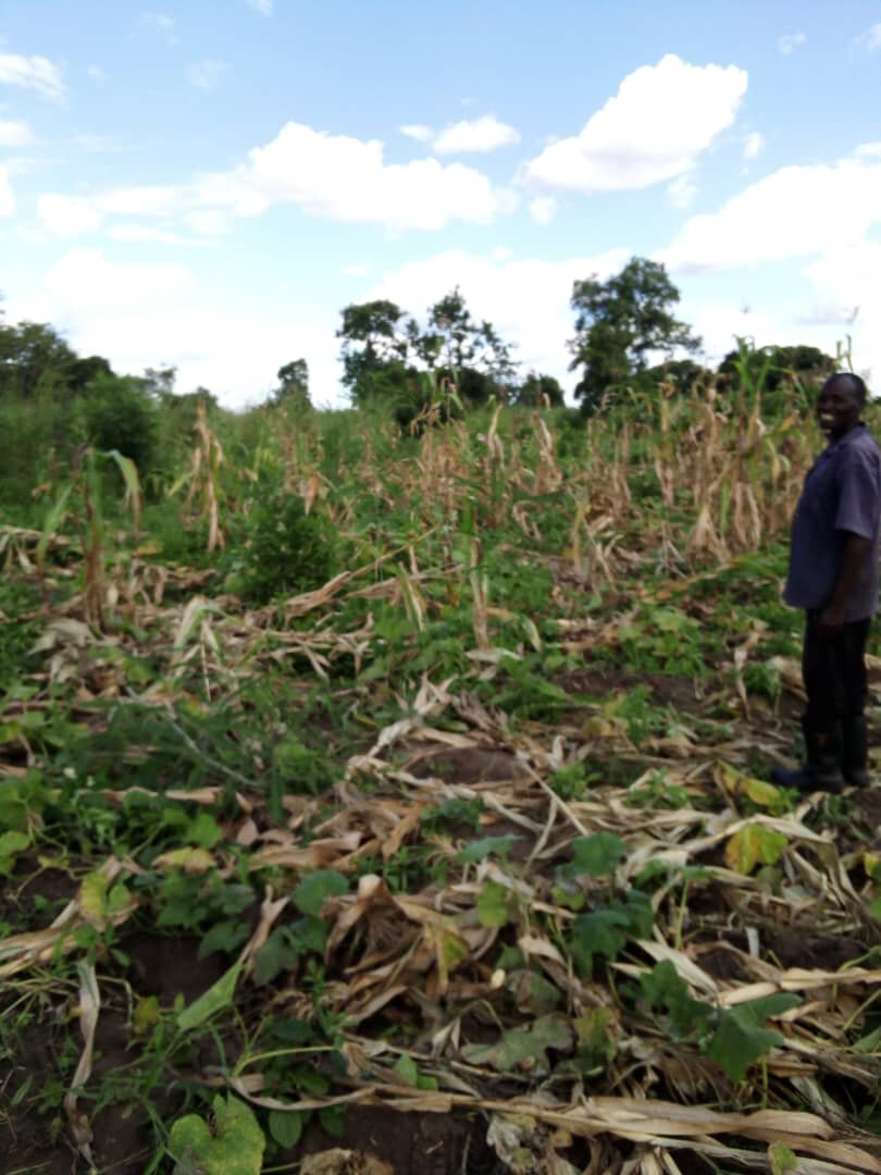 Crop damage by elephants (Maize)