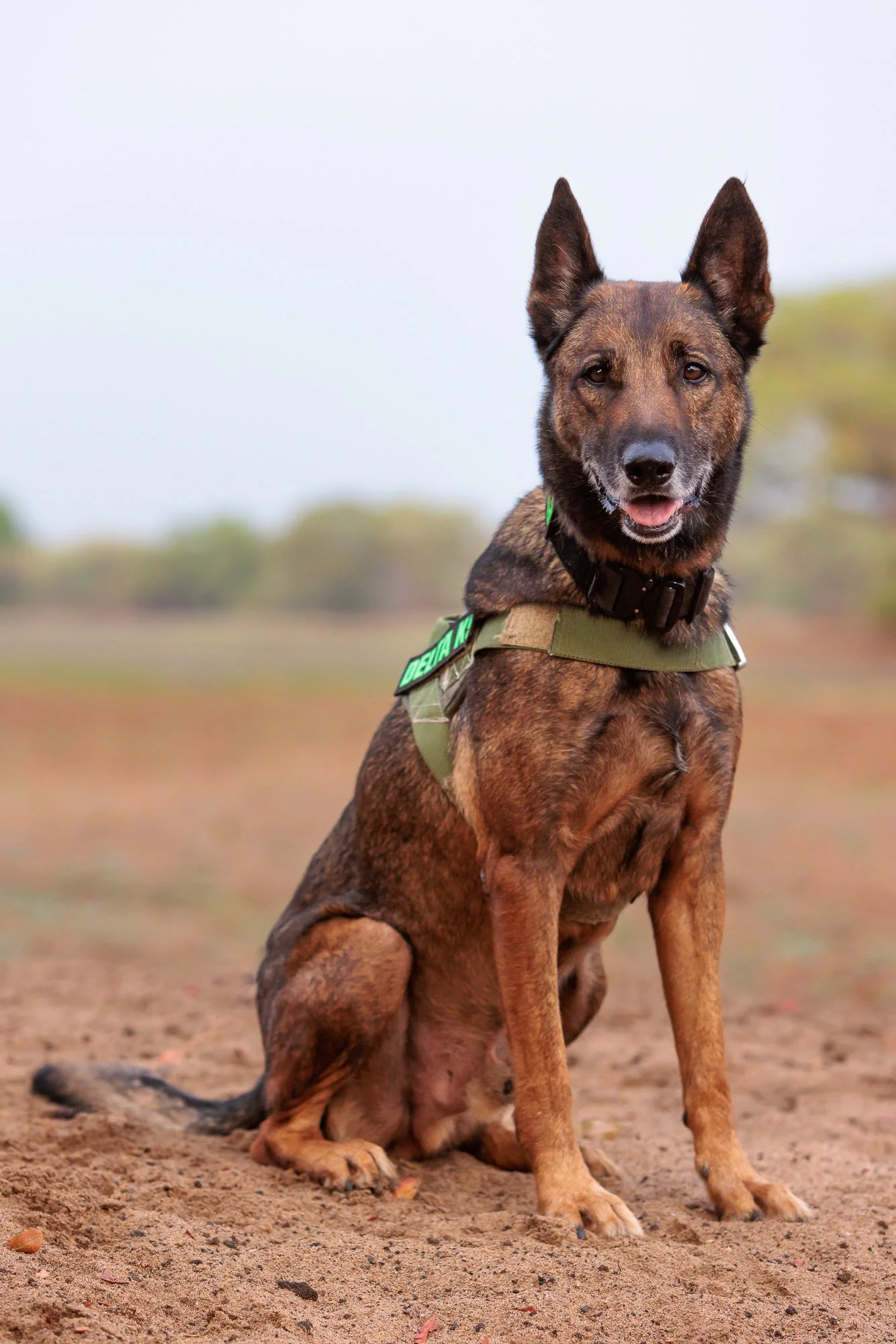 Sponsor a K9 dog — Conservation South Luangwa