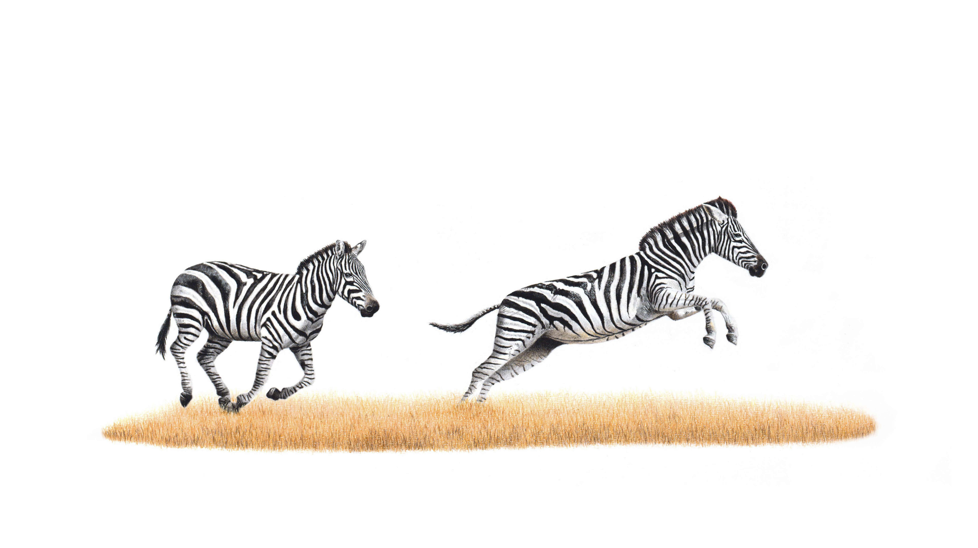 Zebra pair by Matthew Bell