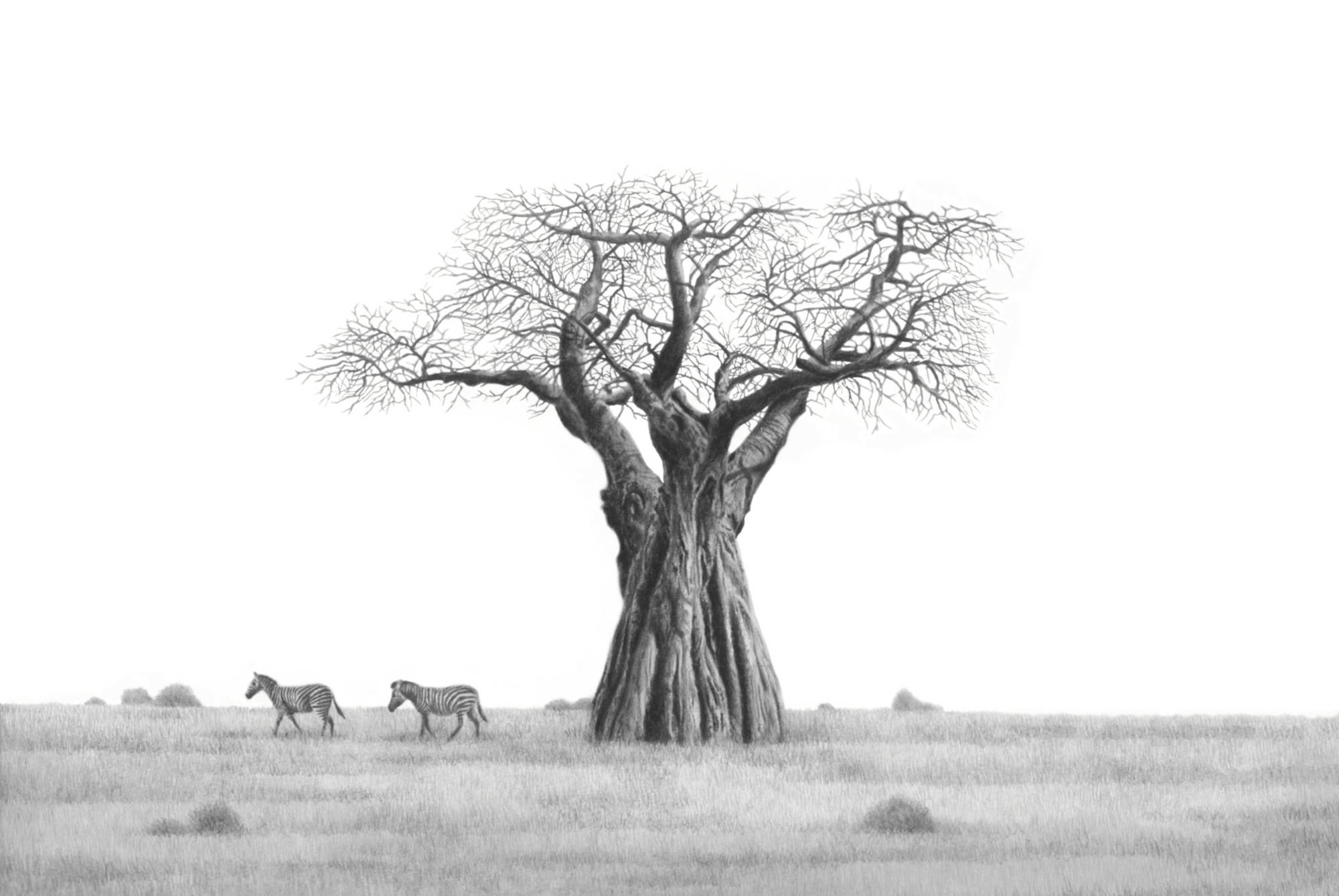 Baobab tree and zebra by Matthew Bell