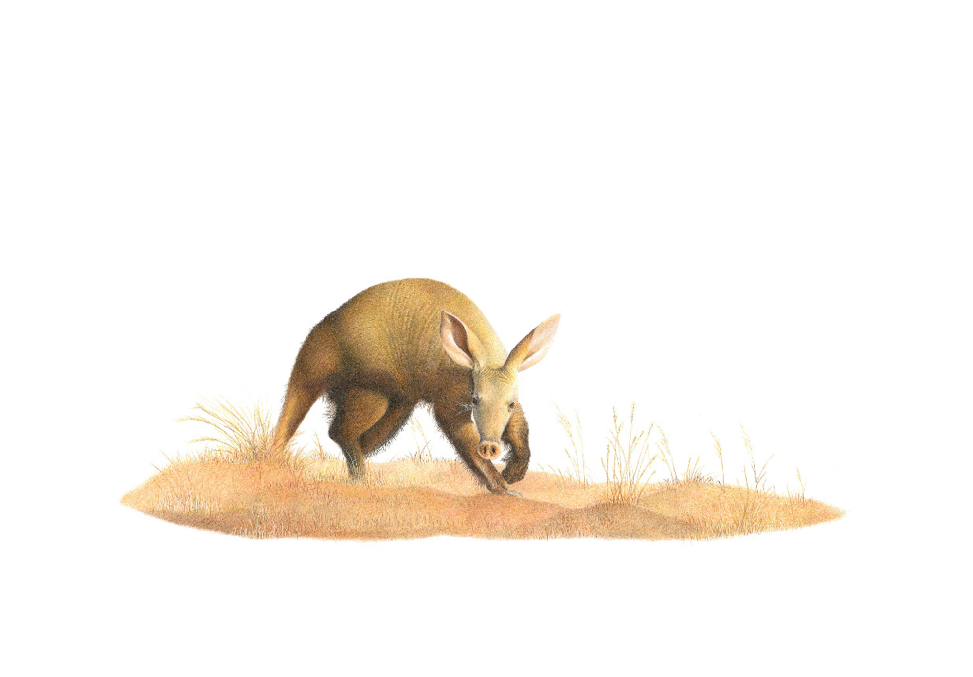 Aardvark by Matthew Bell
