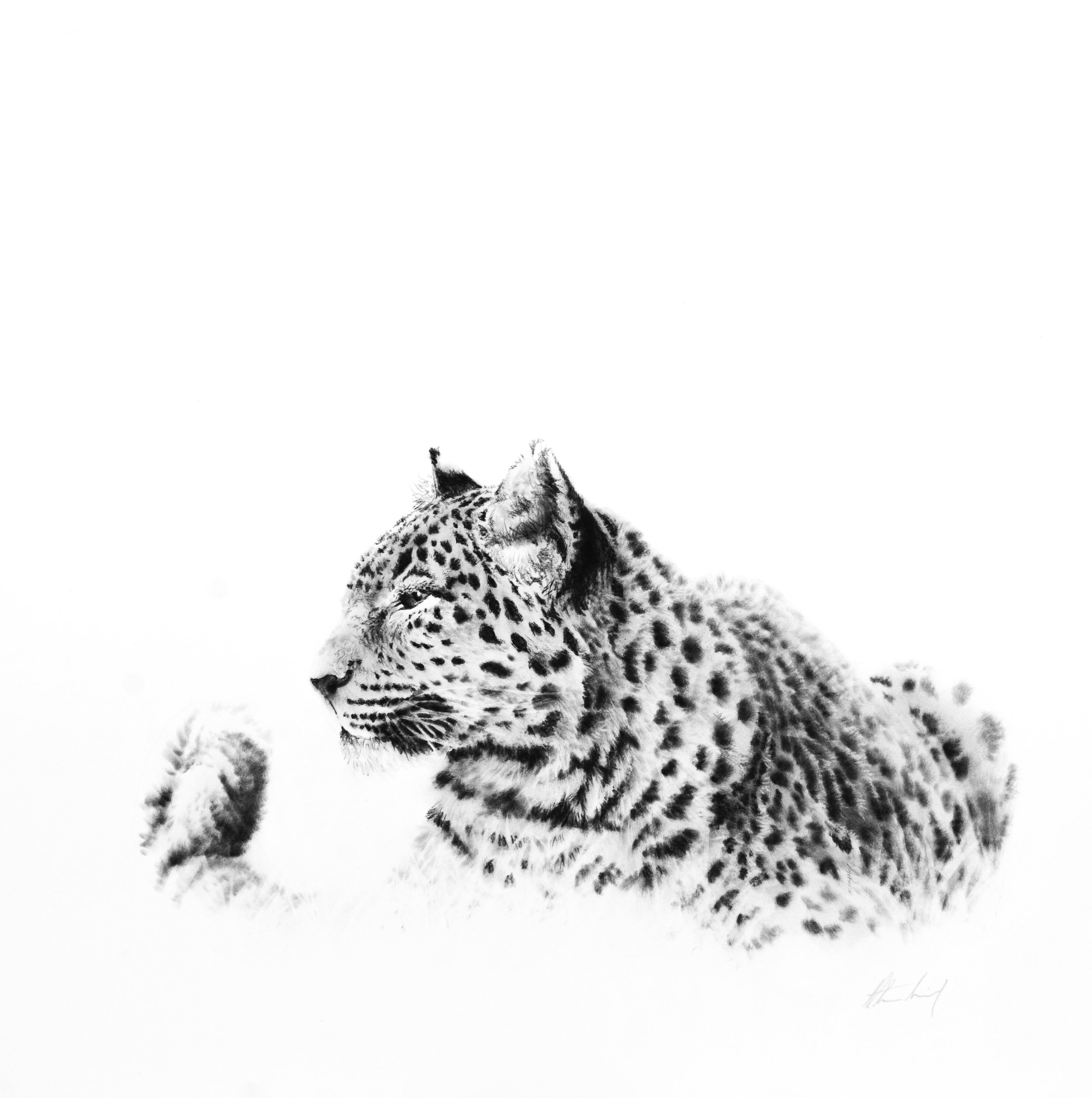 Amur leopard by Cole Stirling