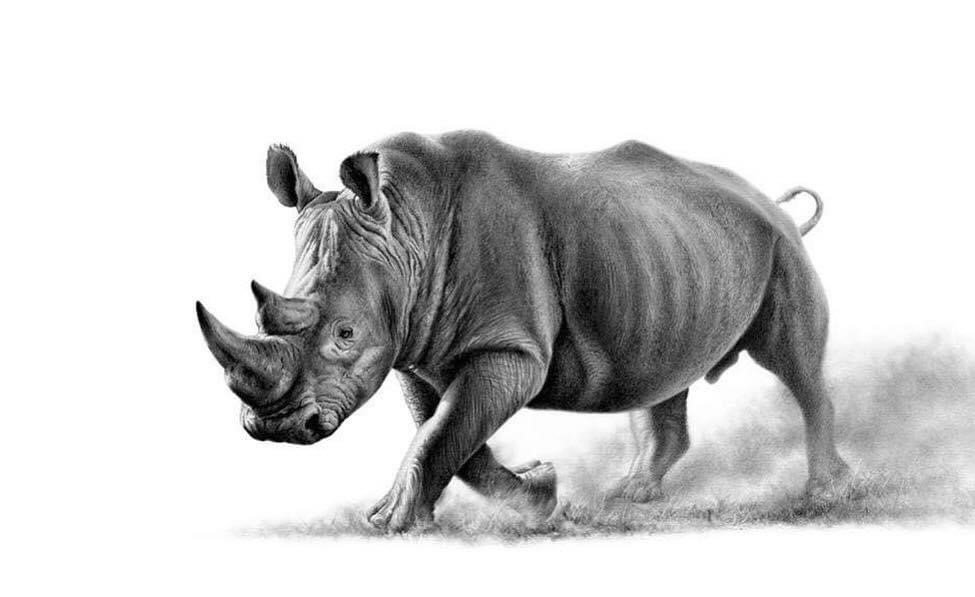 White rhino by Richard Symonds