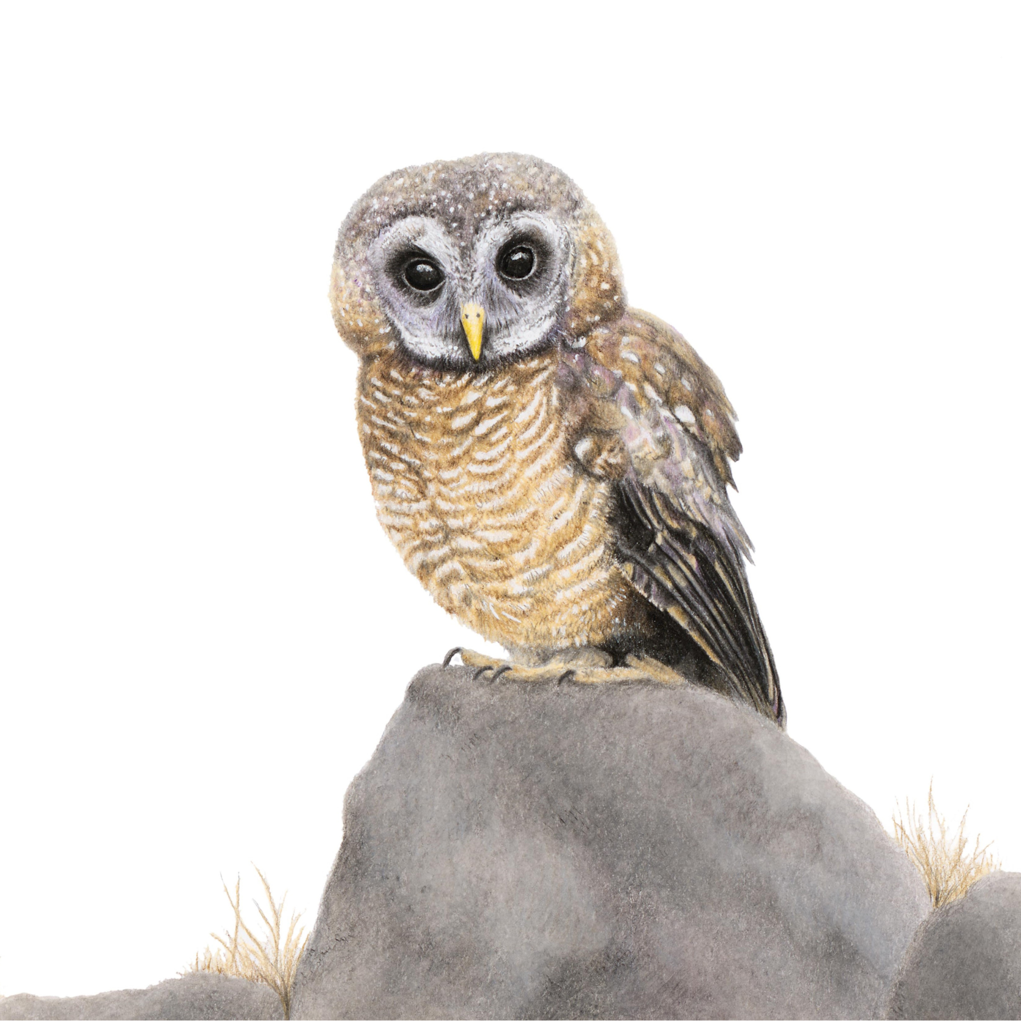 African wood owl by Matthew Bell