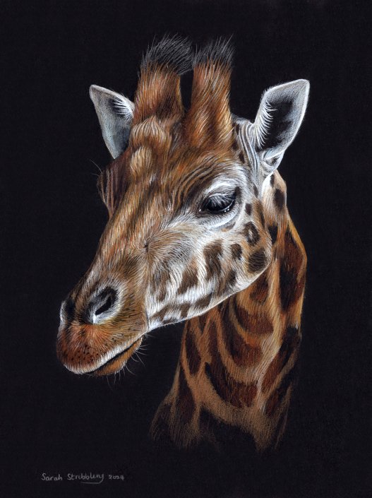 Giraffe by Sarah Stribbling
