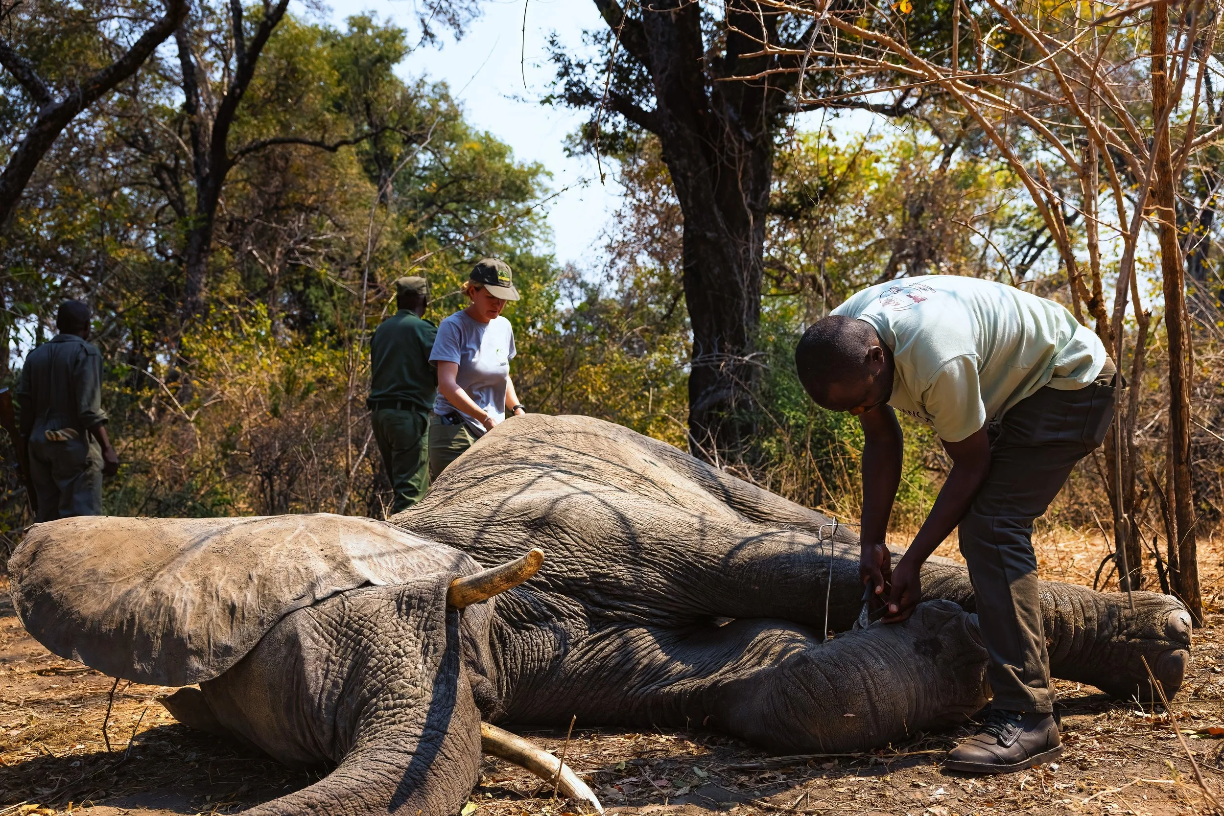 Wildlife rescue — Conservation South Luangwa