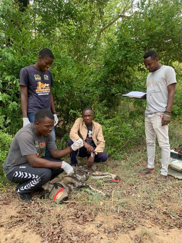 Wildlife rescue — Conservation South Luangwa