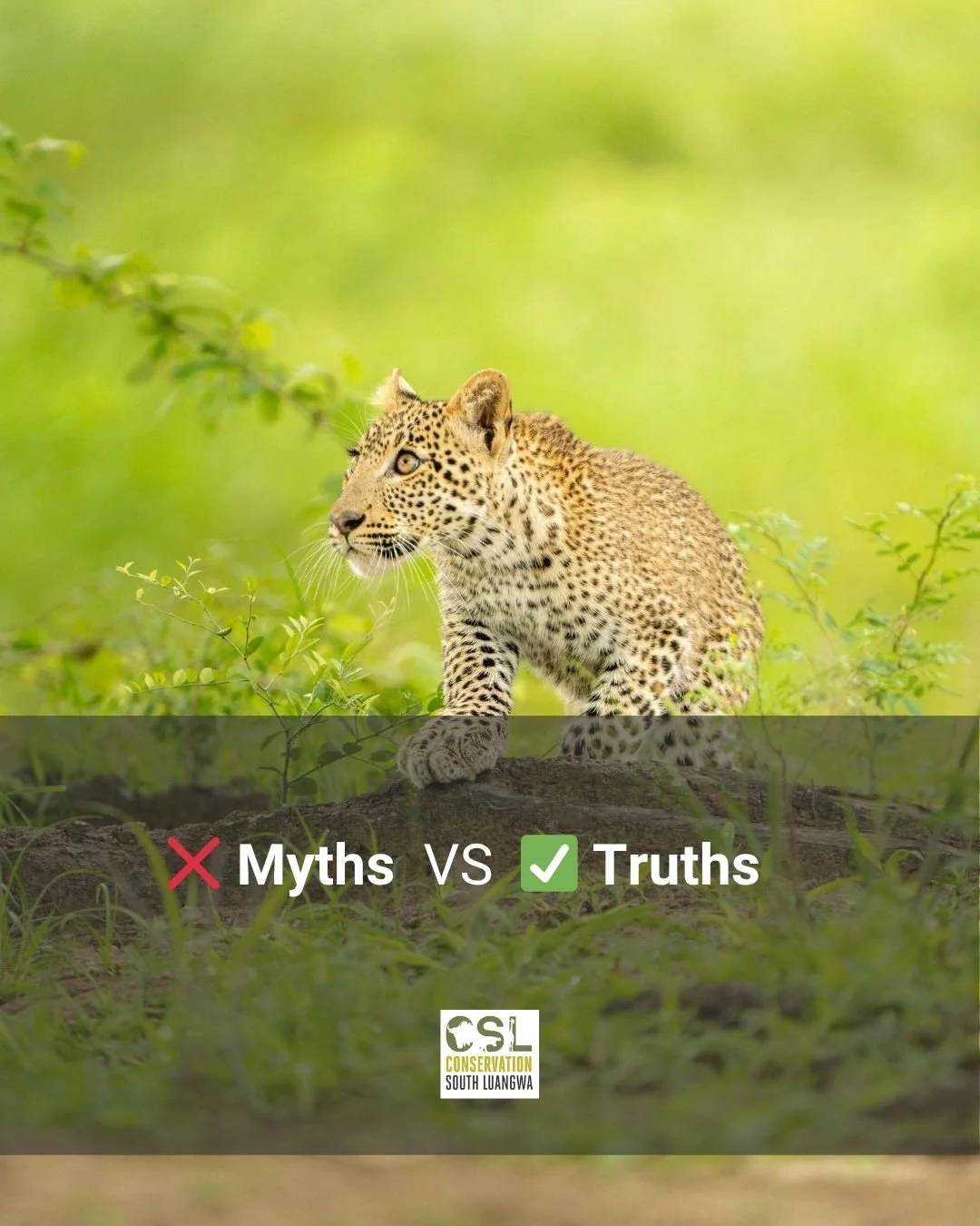 #WildlifeWednesday, we are debunking a few myths and misconceptions about wildlife in South Luangwa. Most people ask questions like "Do pythons coil around their prey to crush it?" or "Are elephants truly afraid of mice?", over th