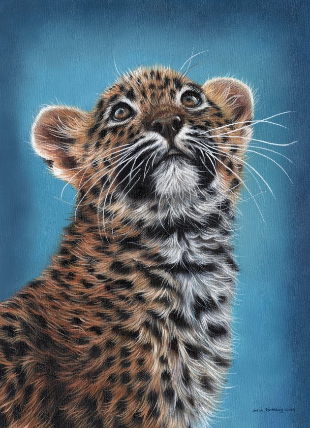 Leopard cub by Sarah Stribbling